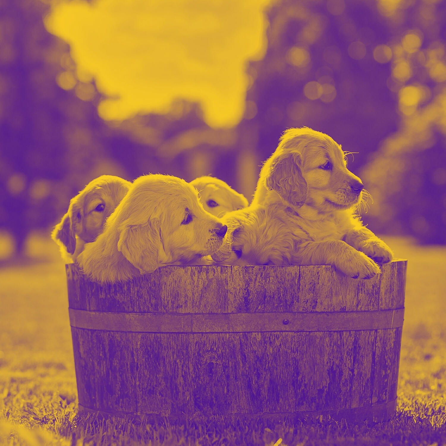 Релиз Smoky Guitar Music - Ambiance for Resting Pups