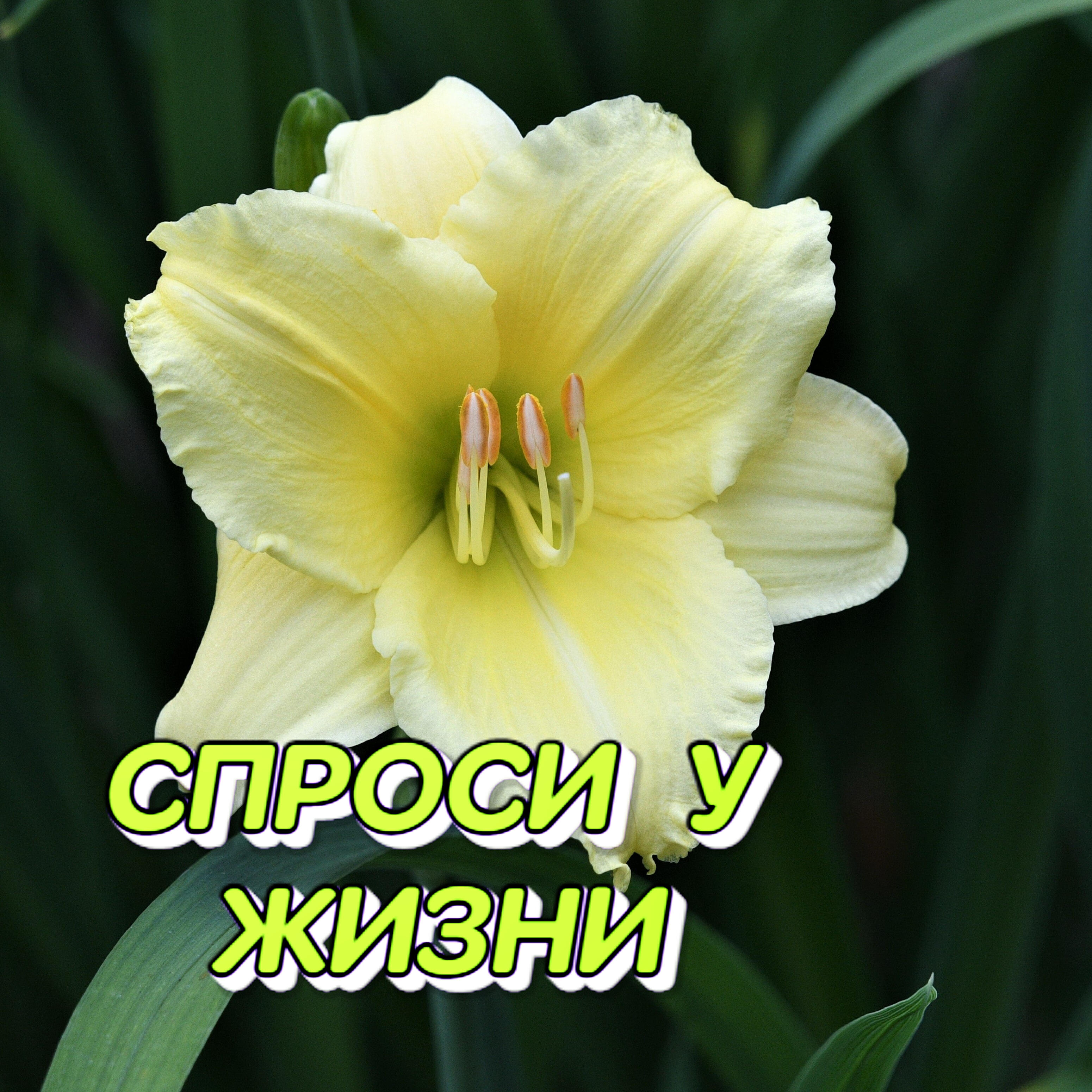 Релиз Спроси у жизни