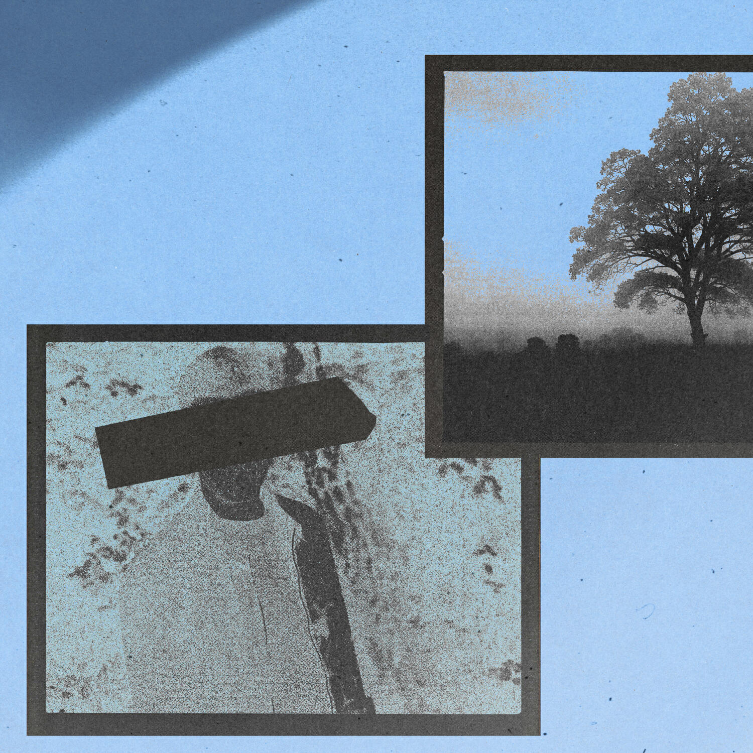 Релиз forest