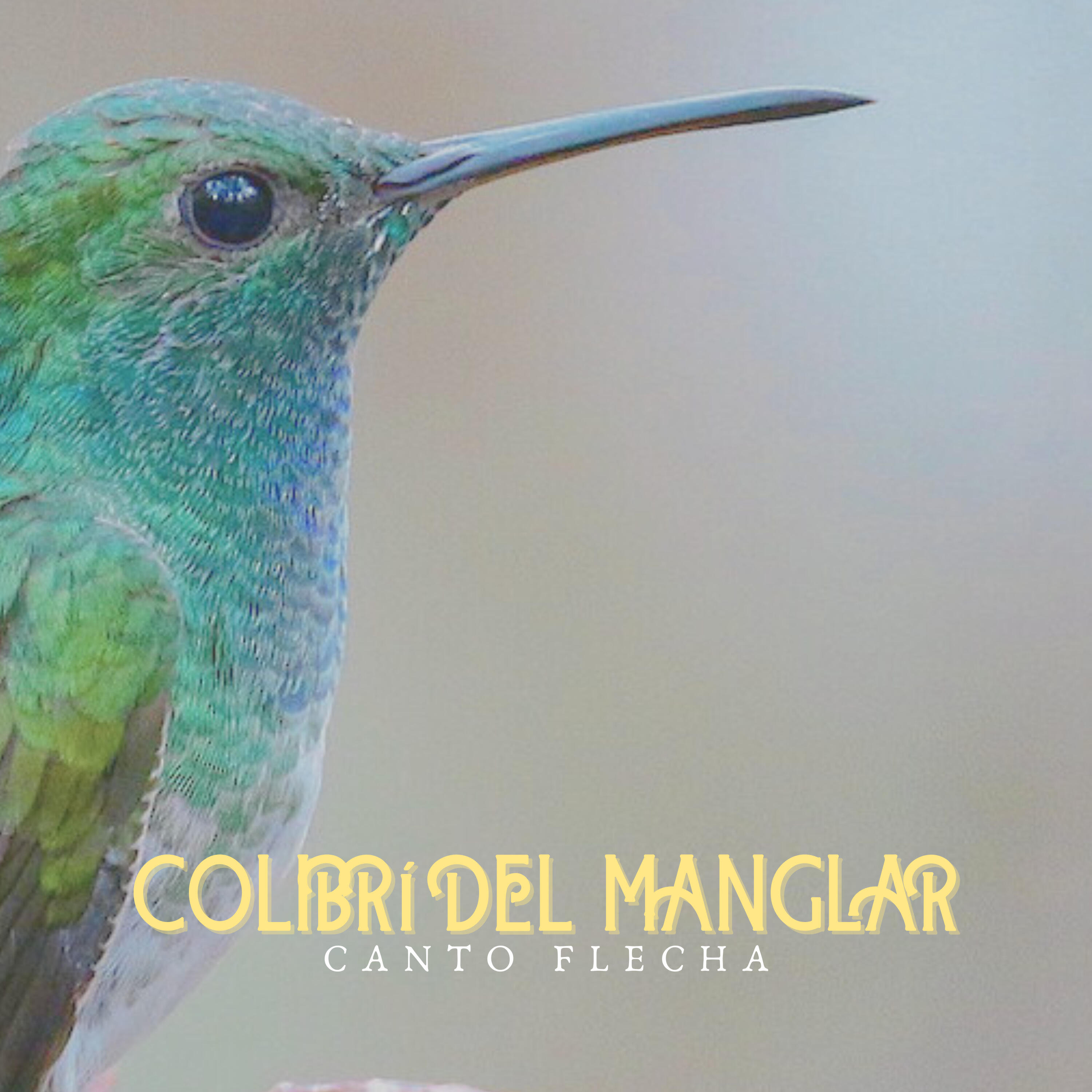 Релиз Colibrí del Manglar