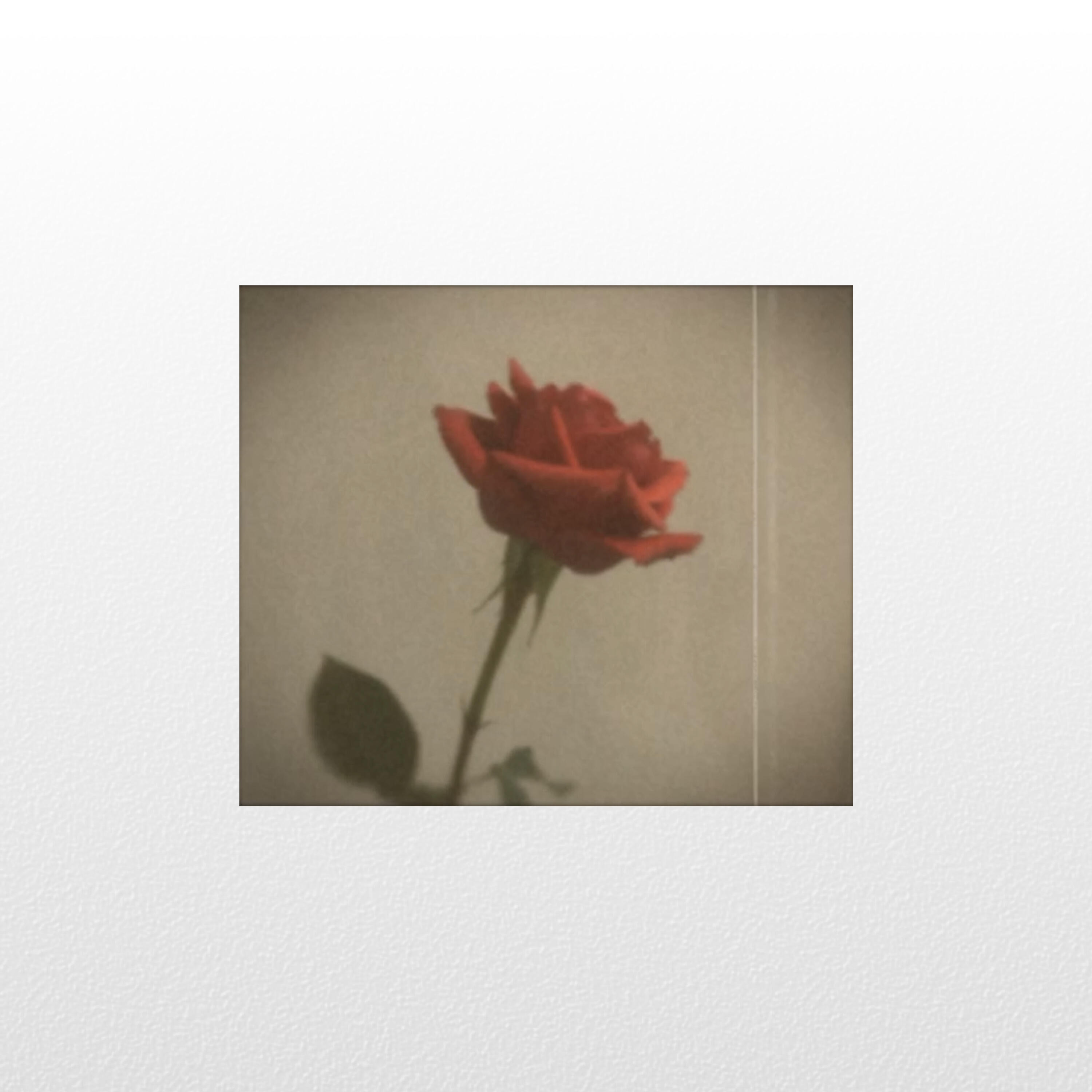 Релиз Red Wine