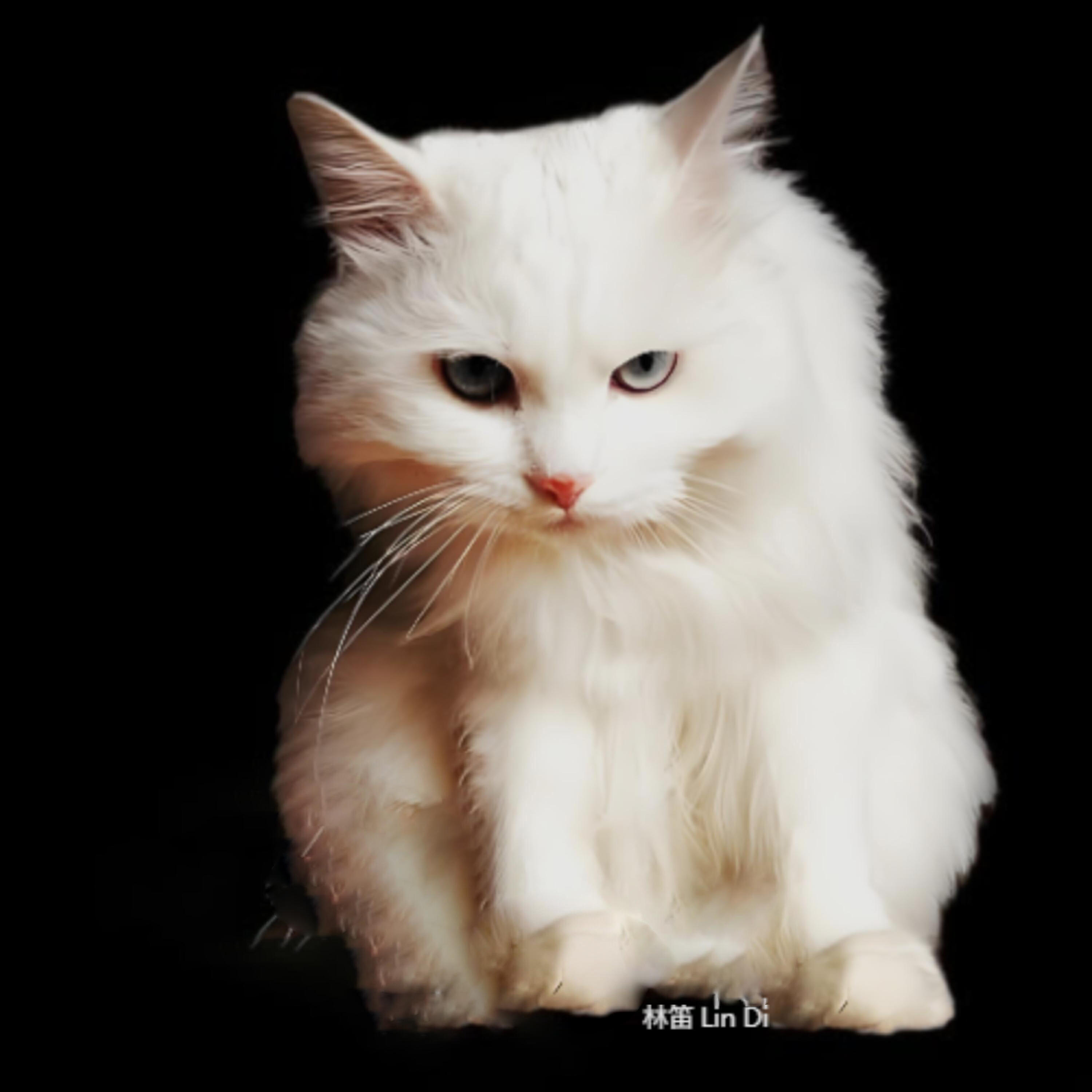 Релиз 小白马