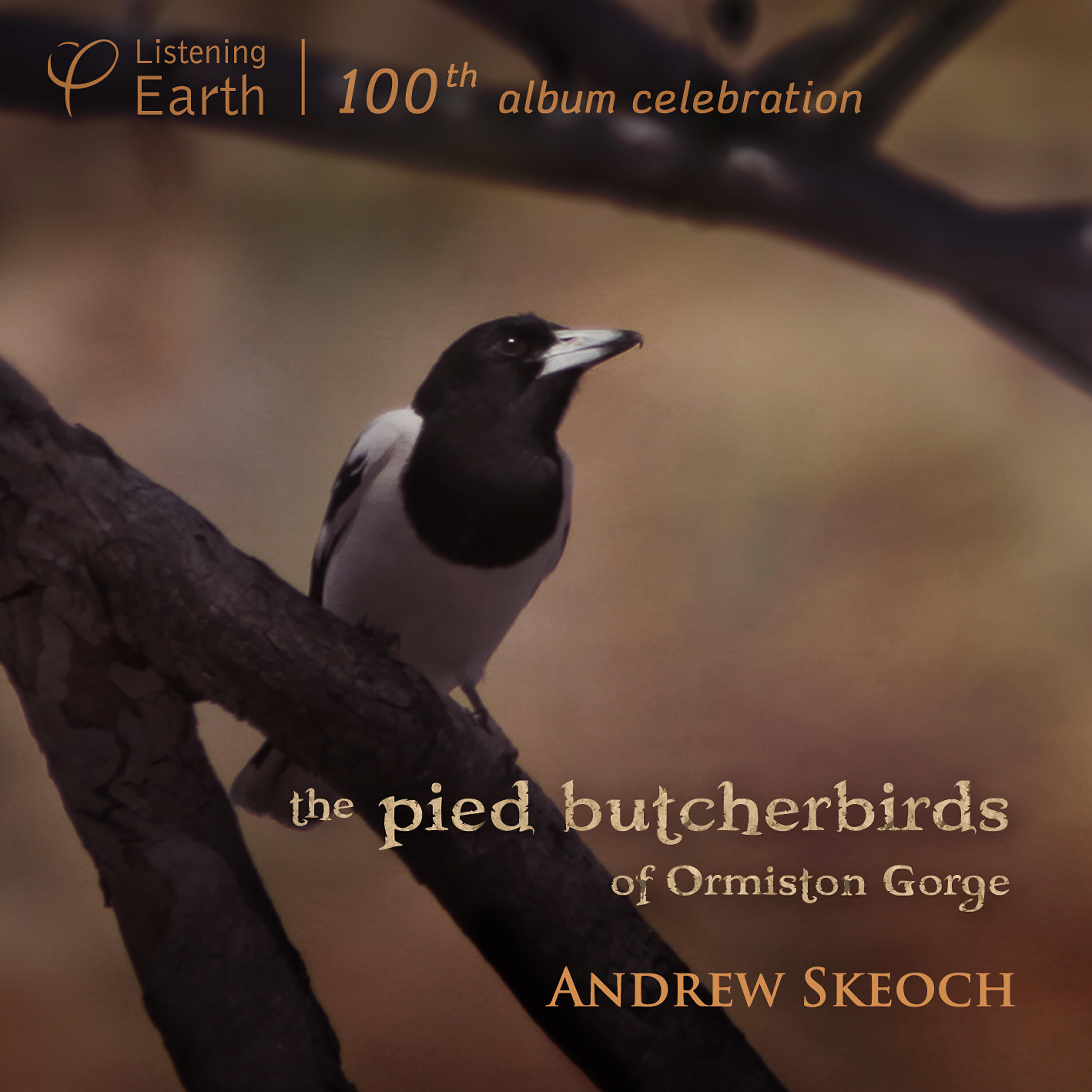 Релиз The Pied Butcherbirds of Ormiston Gorge