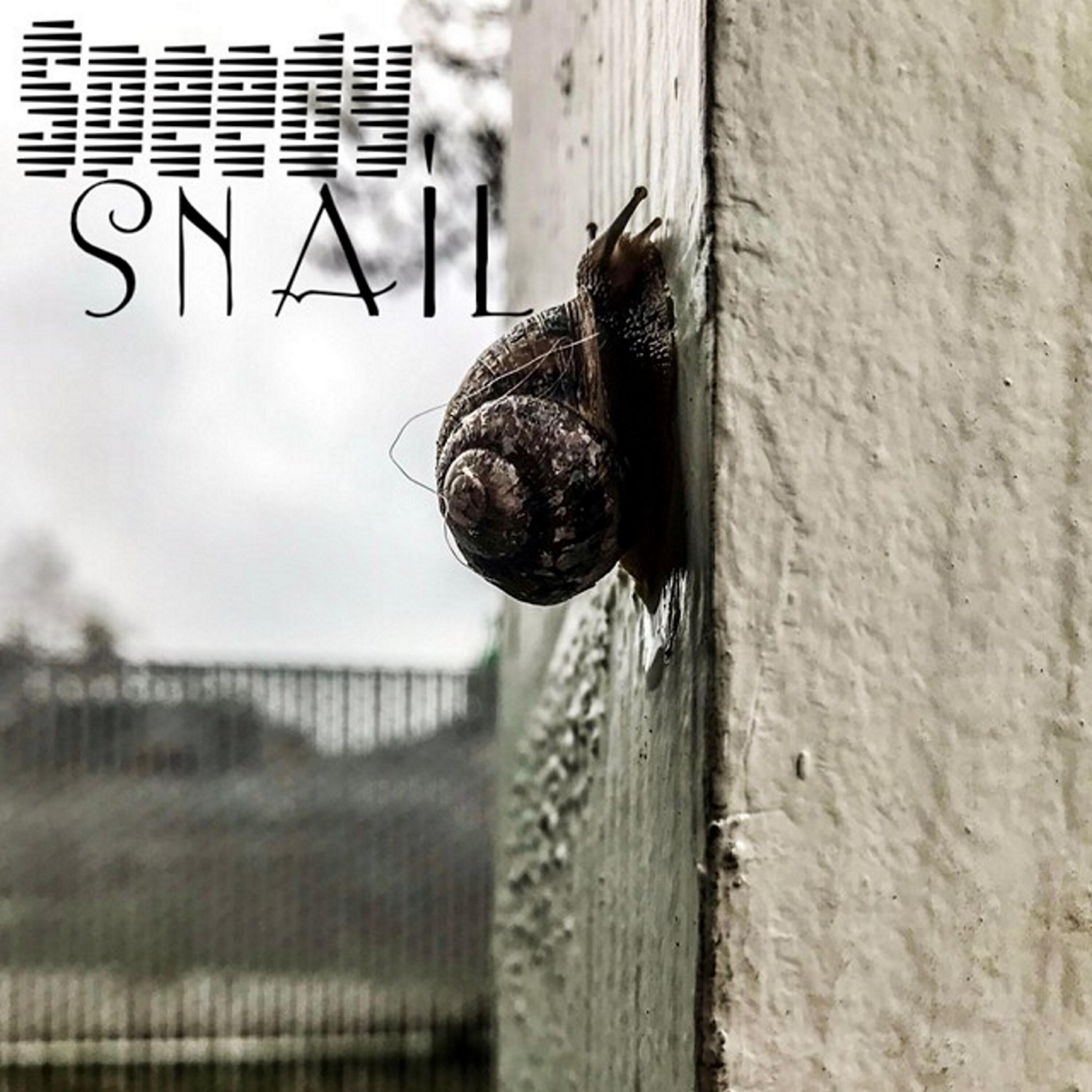 Релиз Speedy Snail