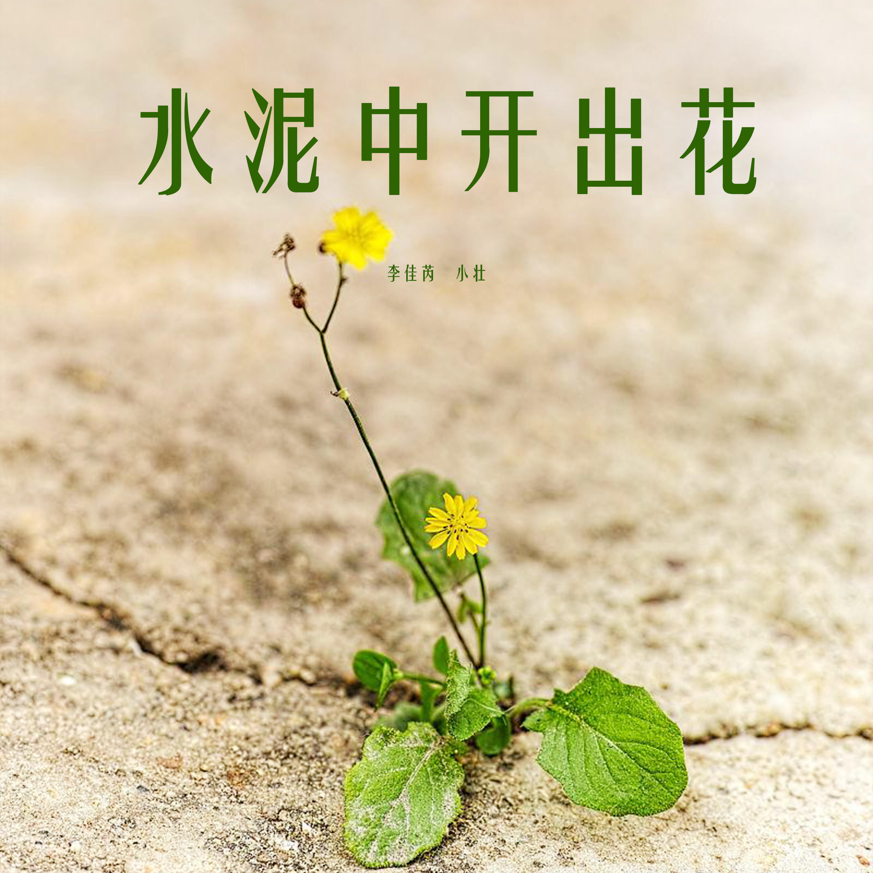 Релиз 水泥中开出花
