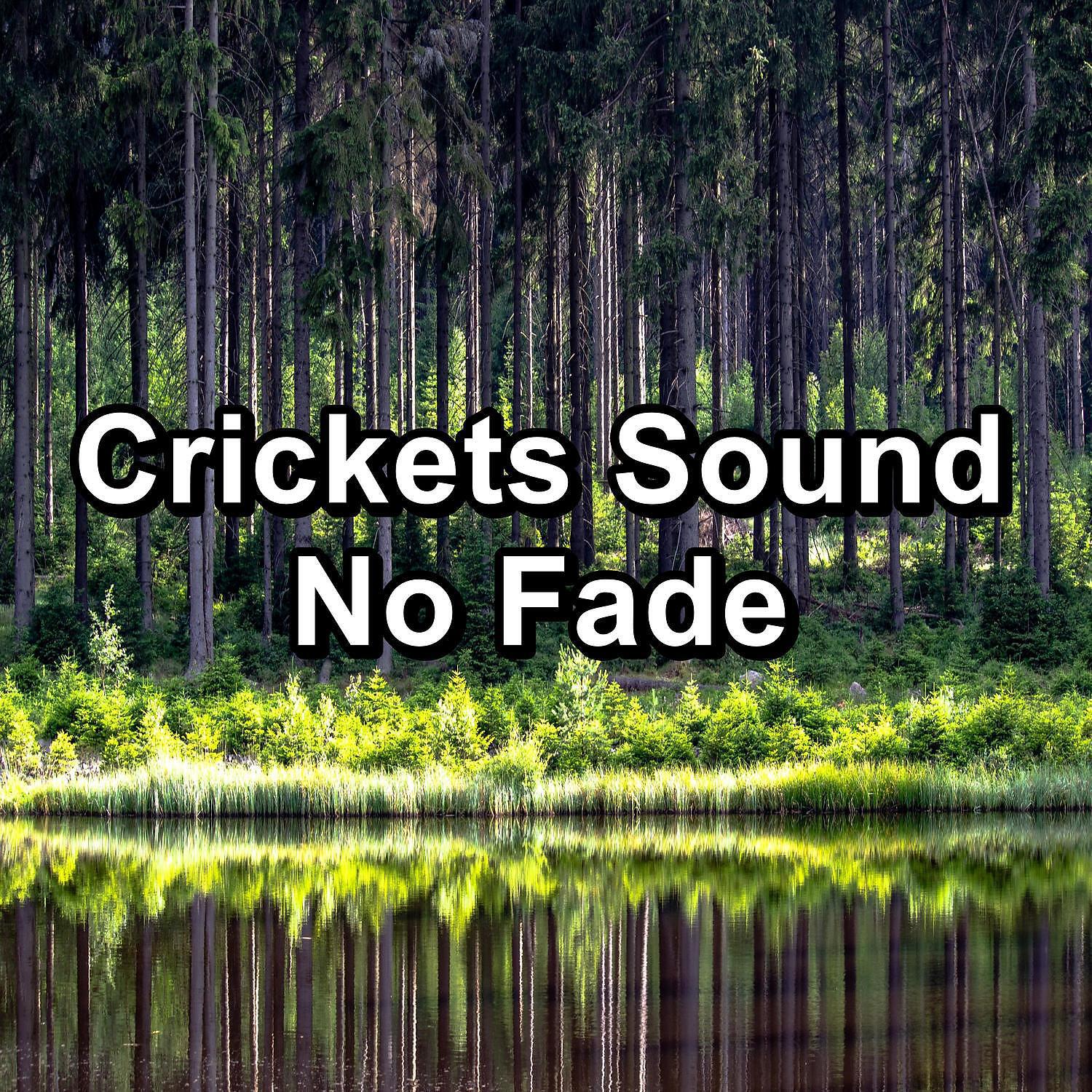 Релиз Crickets Sound No Fade