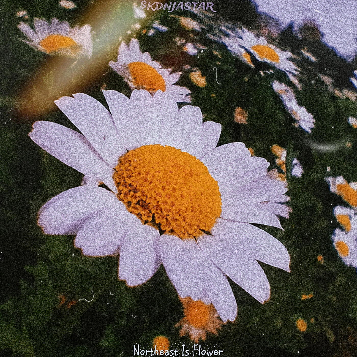 Релиз Northeast Is Flower