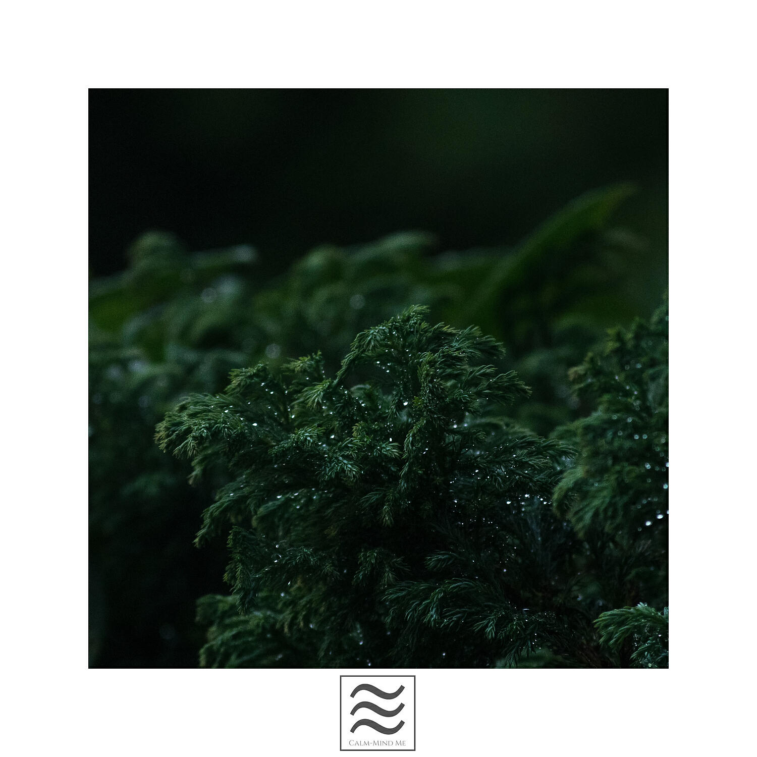 Релиз Relaxation Sounds of Calm Rain