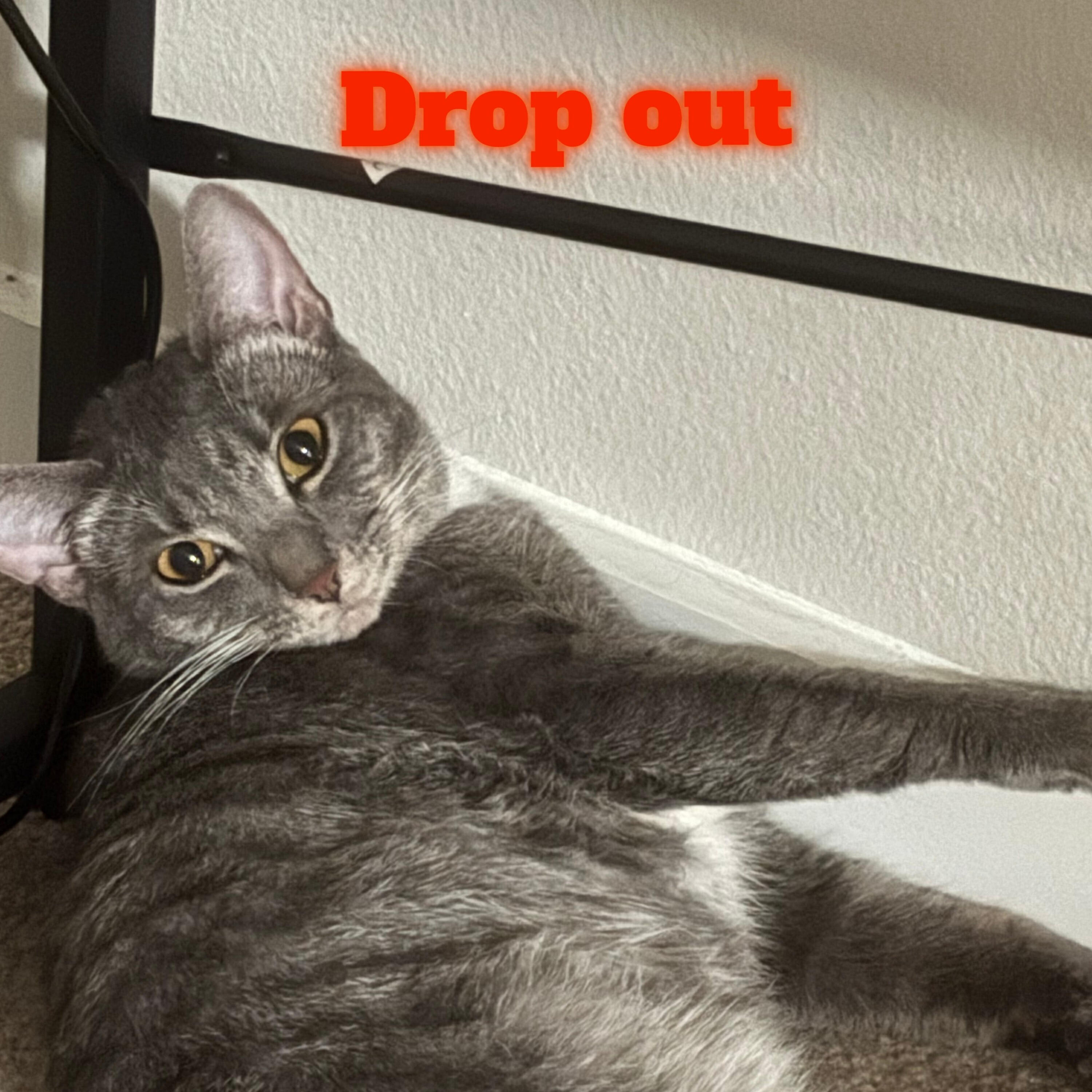 Релиз Drop out