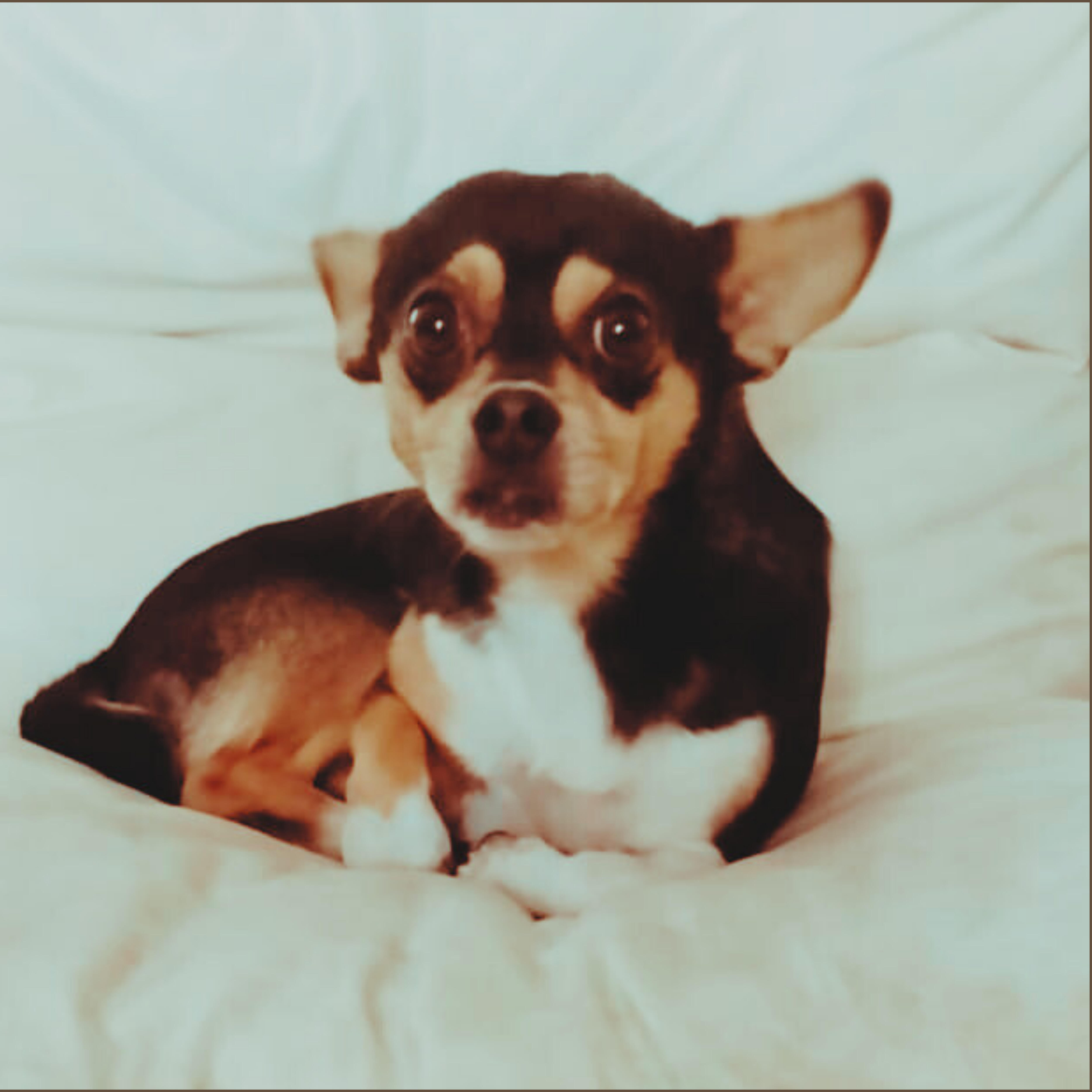 Релиз Como Perro Azul