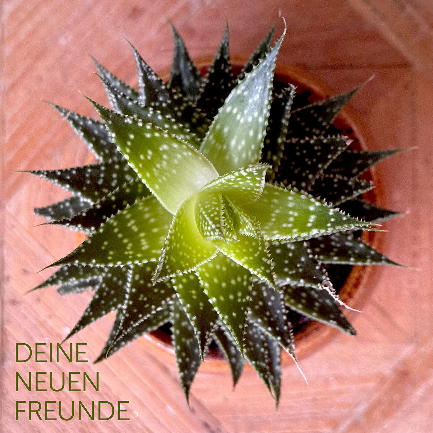 Релиз Deine Neuen Freunde