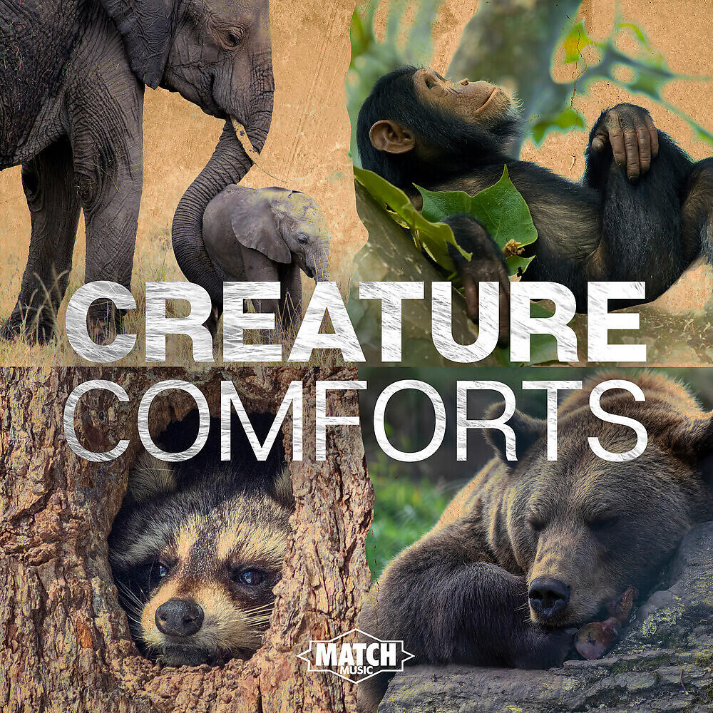 Постер альбома Creature Comforts