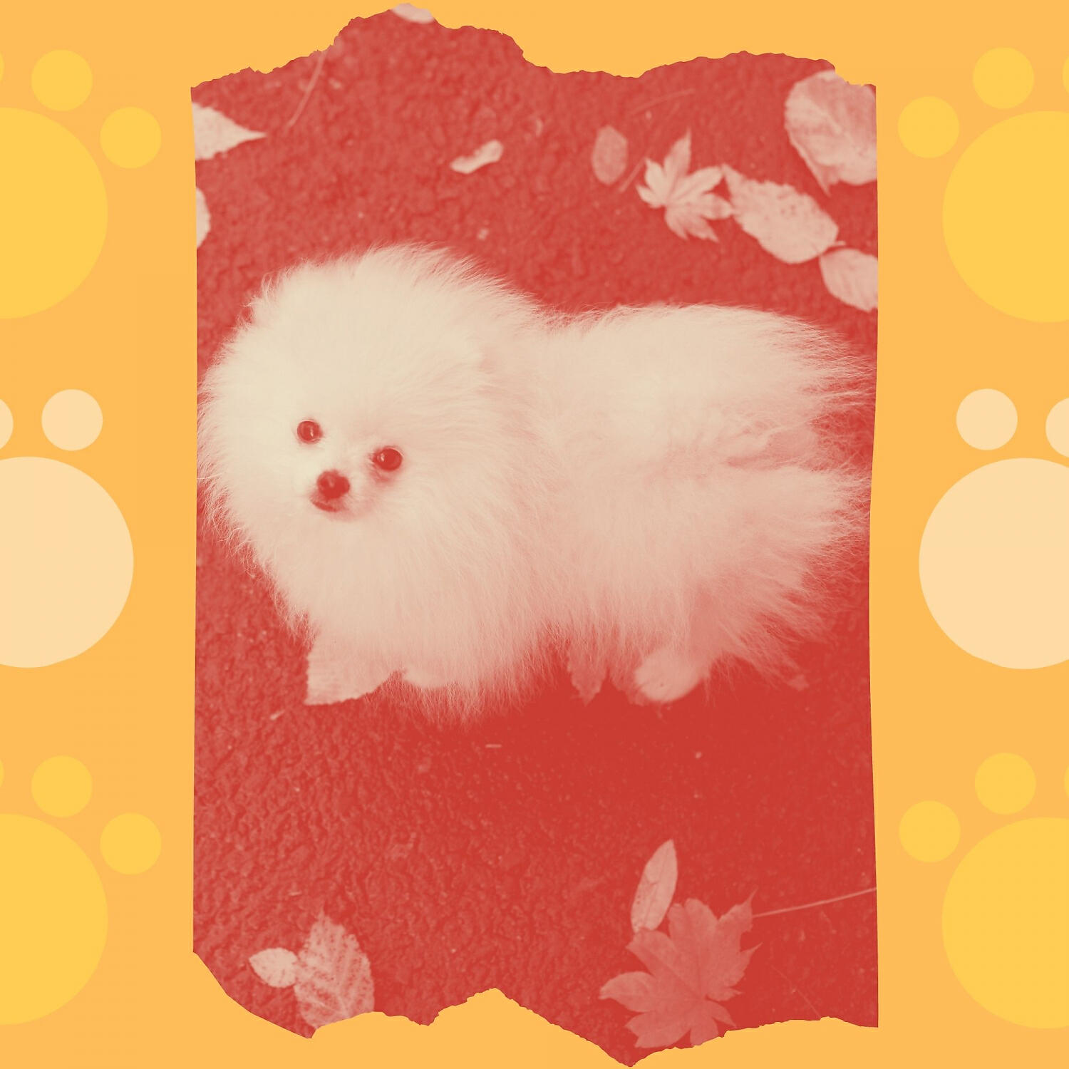 Релиз Sparkling Bossa Saxophone - Background for Relaxing Your Dog