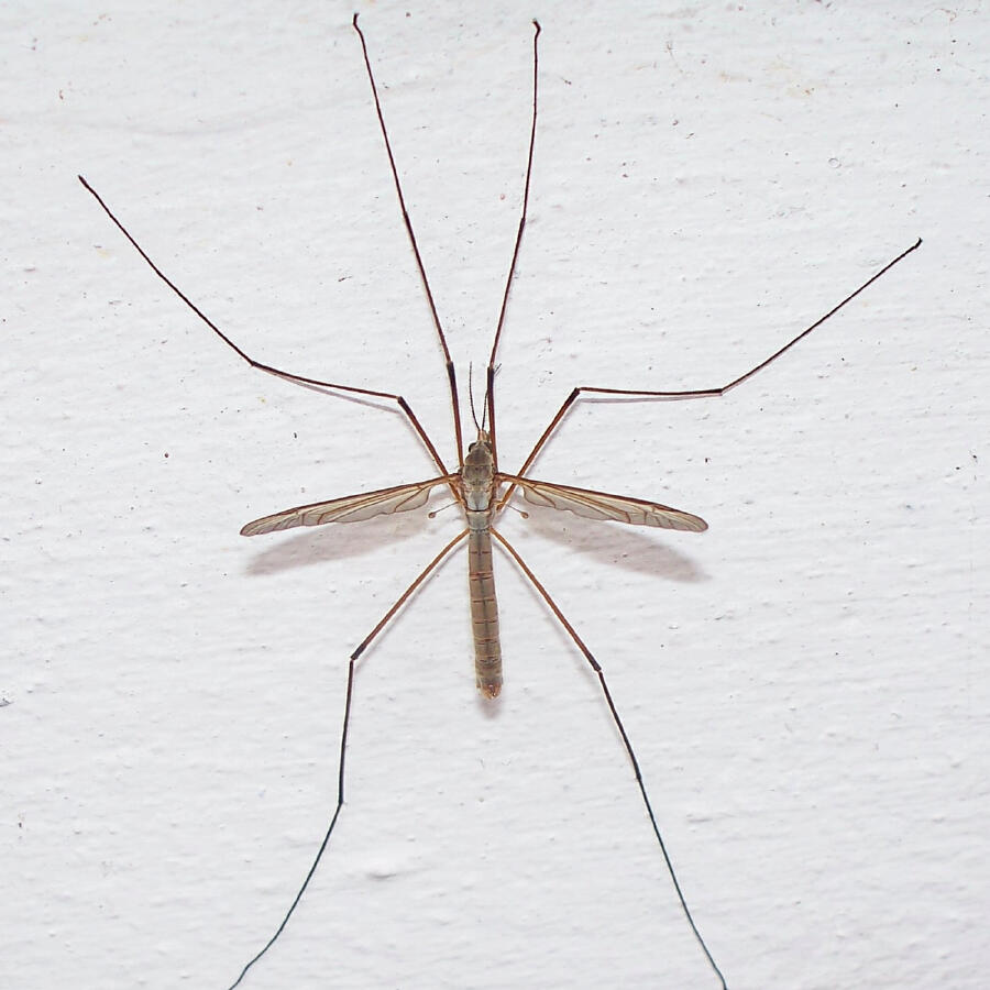 Волна по релизу