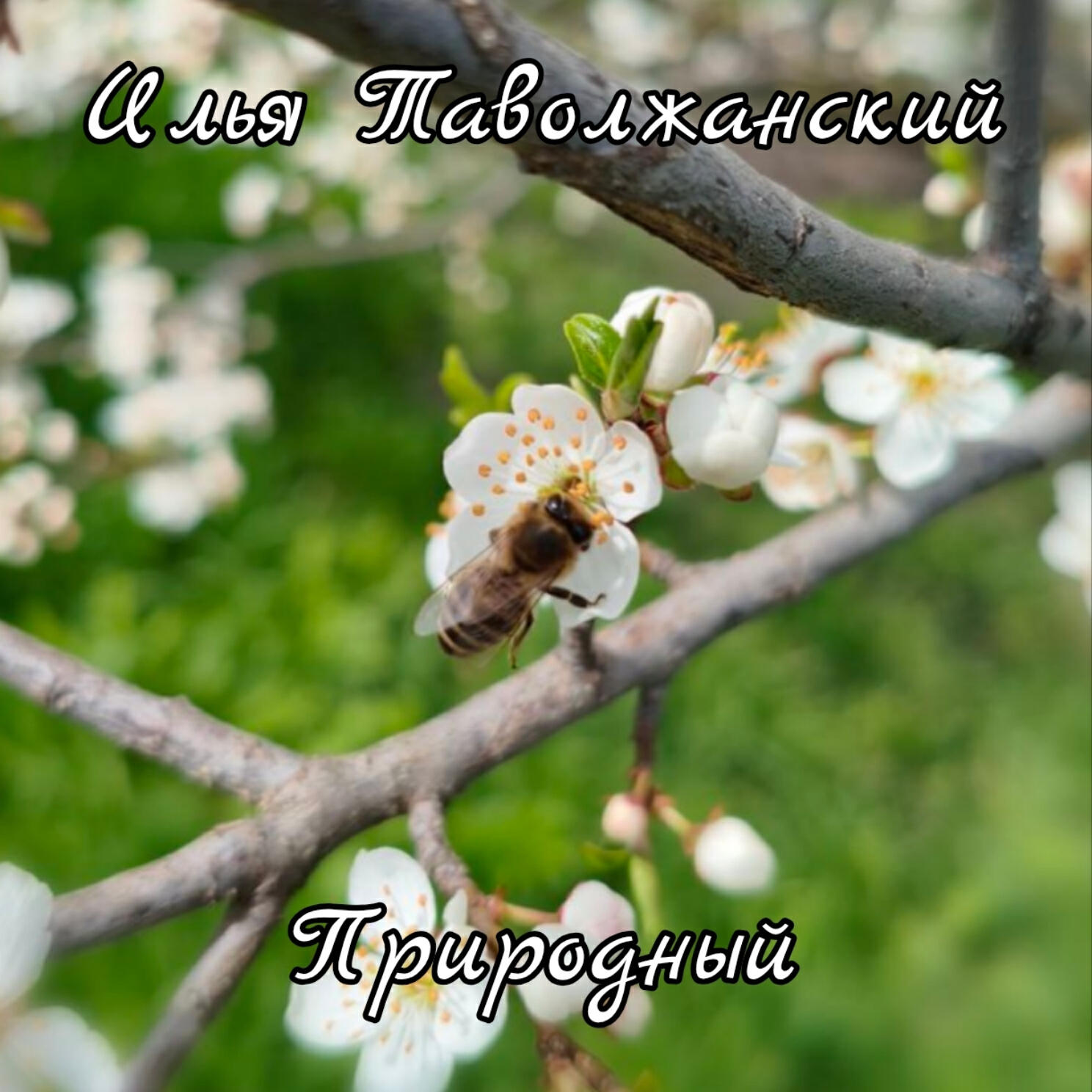 Релиз Природный