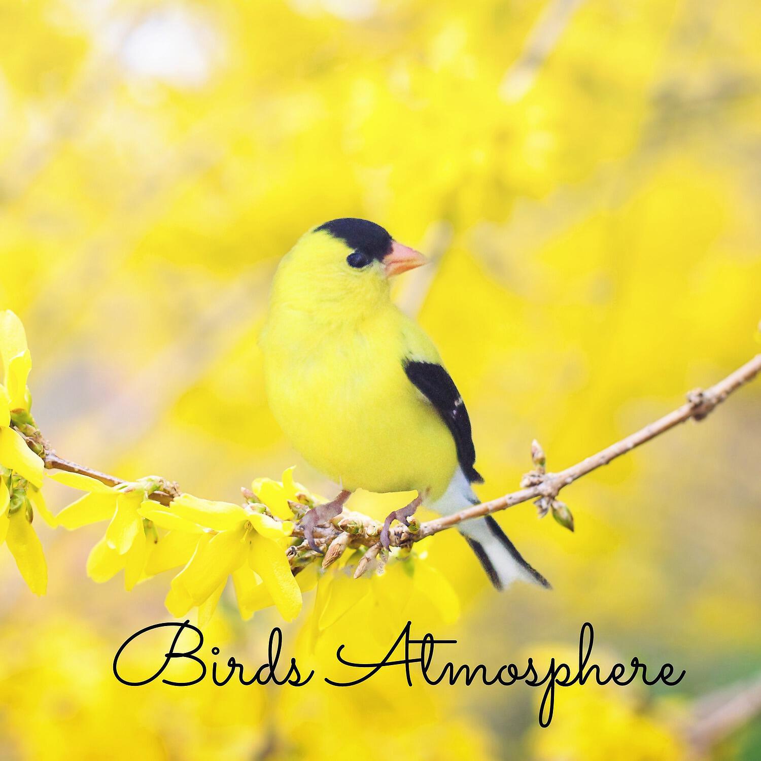 Релиз Birds Atmosphere