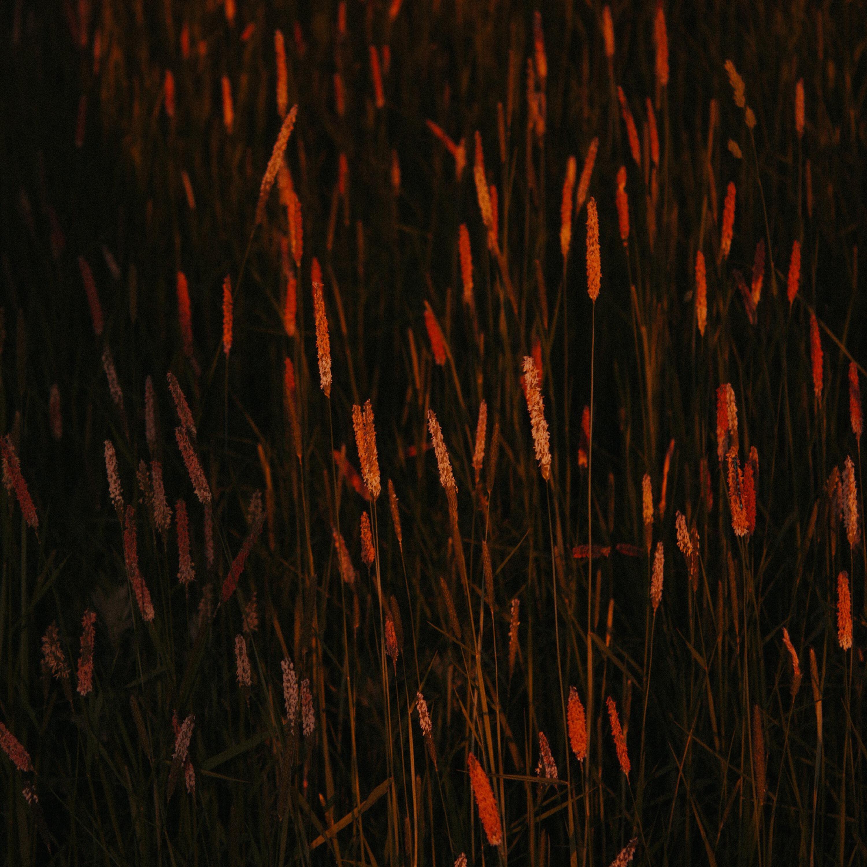 Релиз Crush
