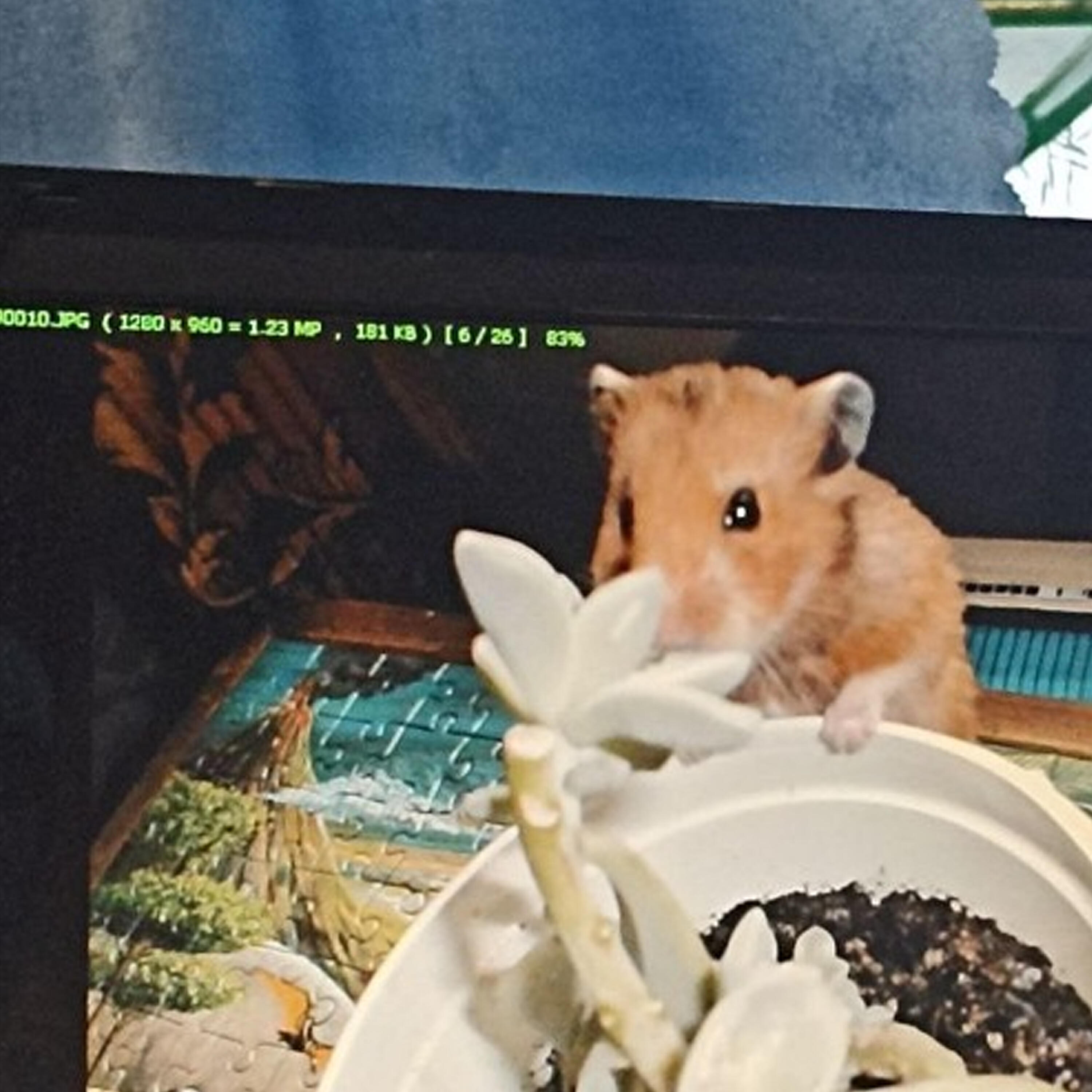 Релиз my dear lisa