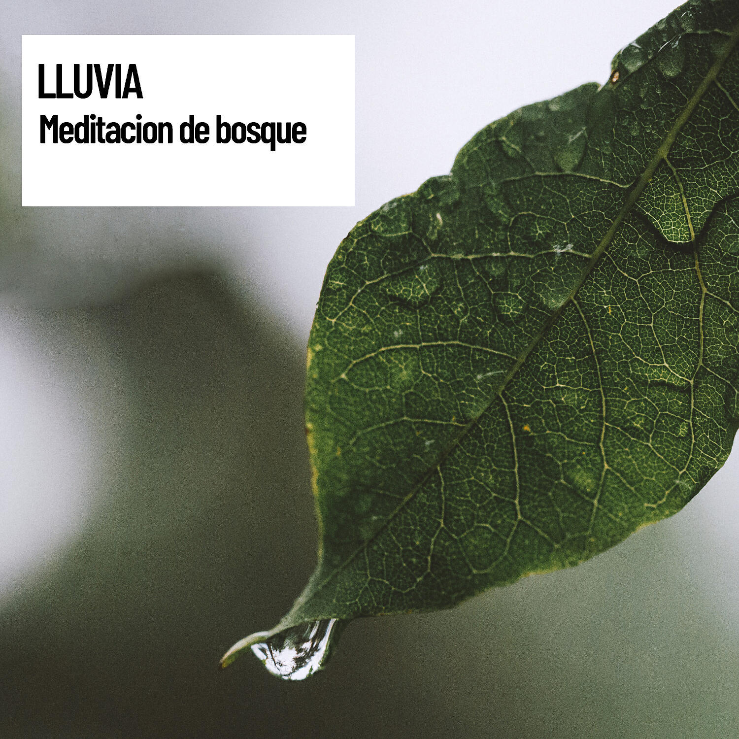 Релиз En Paz Total: Lluvia: Meditacion de bosque
