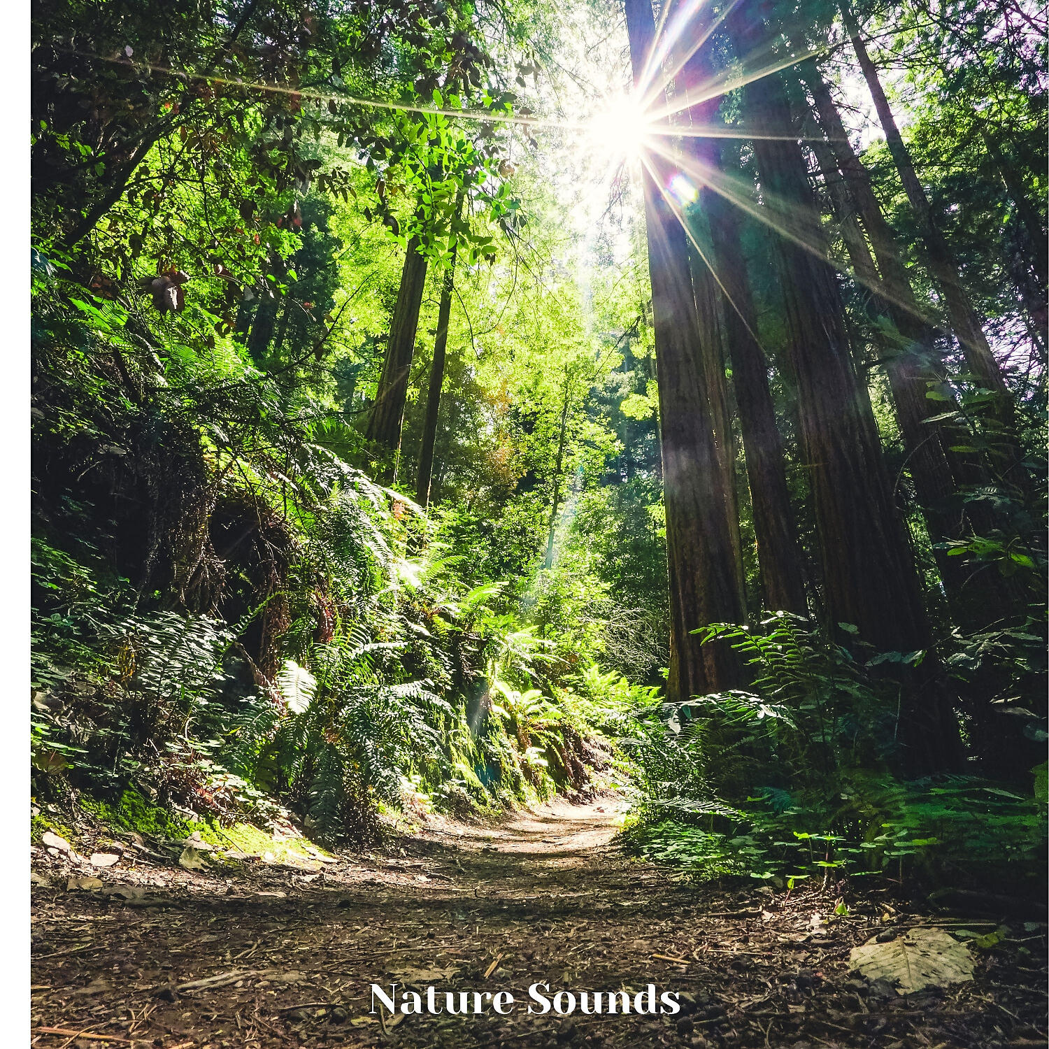 Релиз Calming Nature Sounds and Sounds of Nature, Session 6