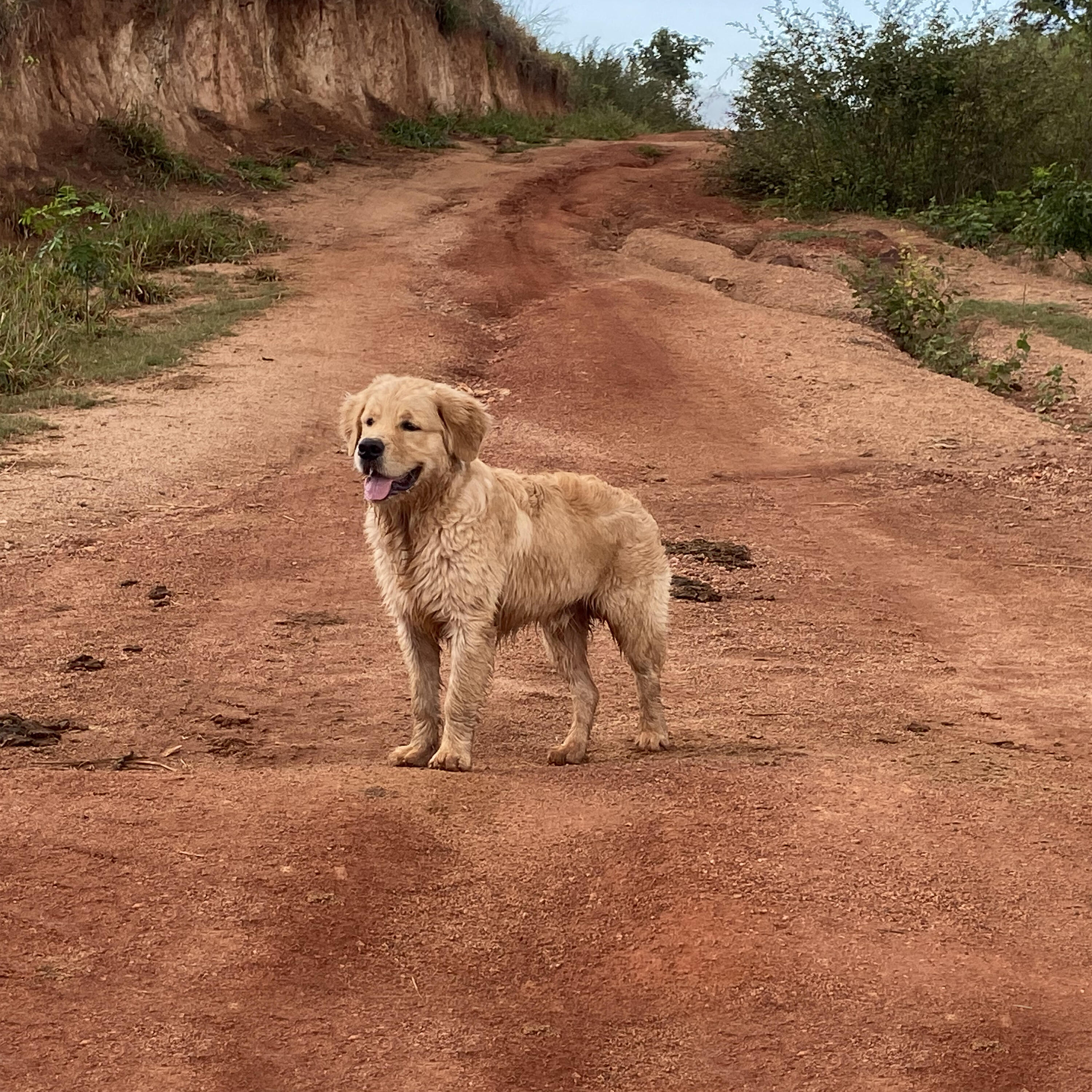 Релиз Por Aí Com Bob