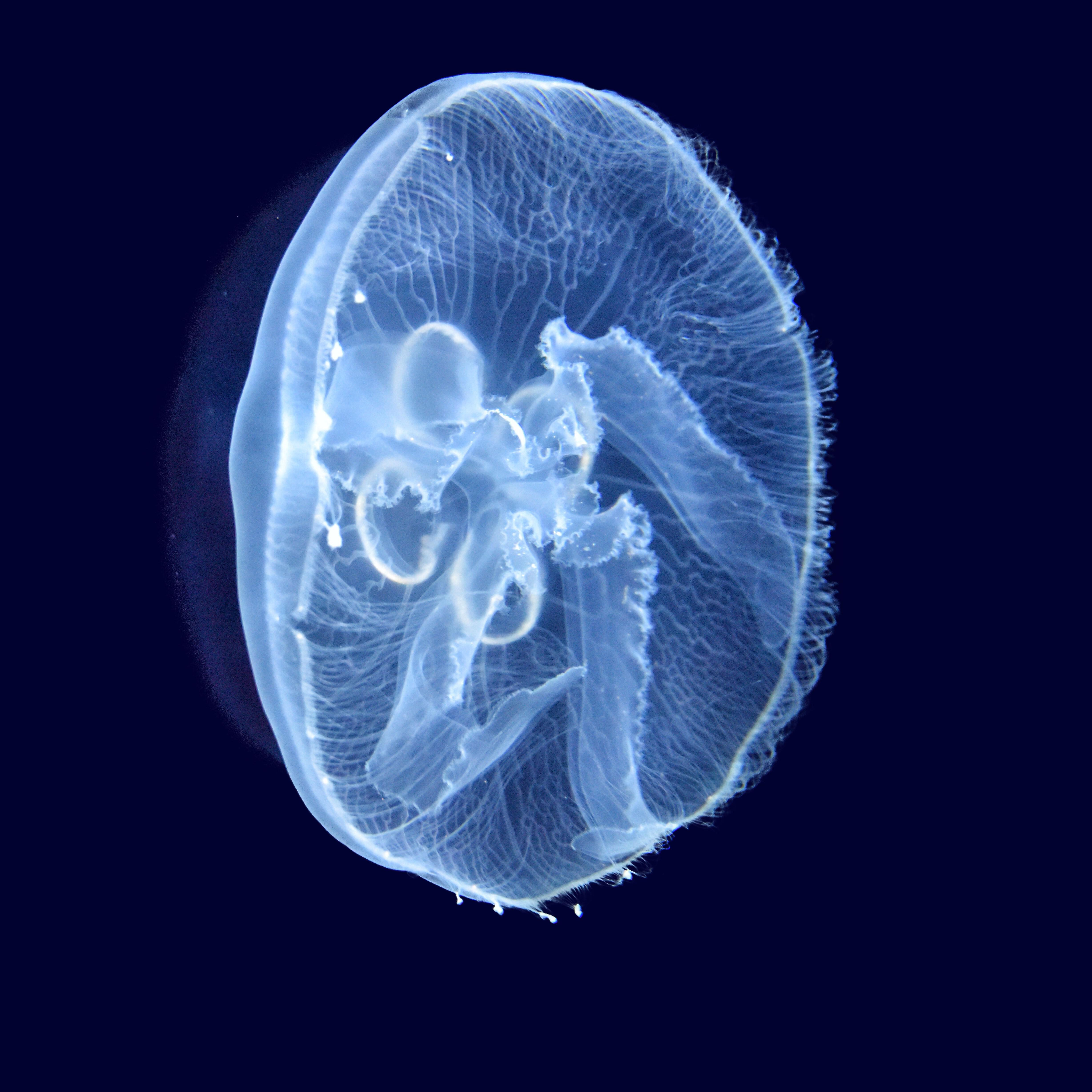 Релиз Ocean Deep