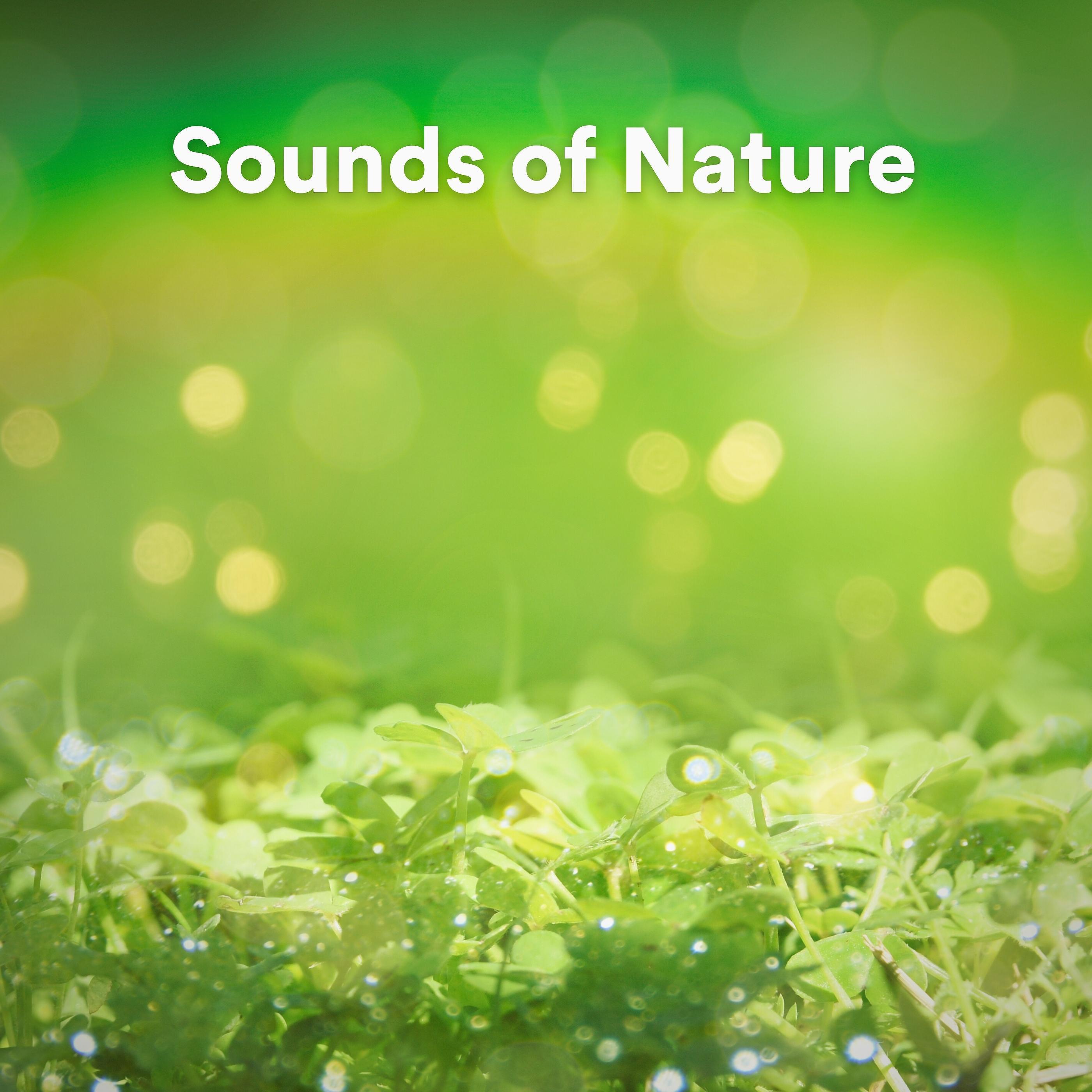 Релиз Sounds of Nature