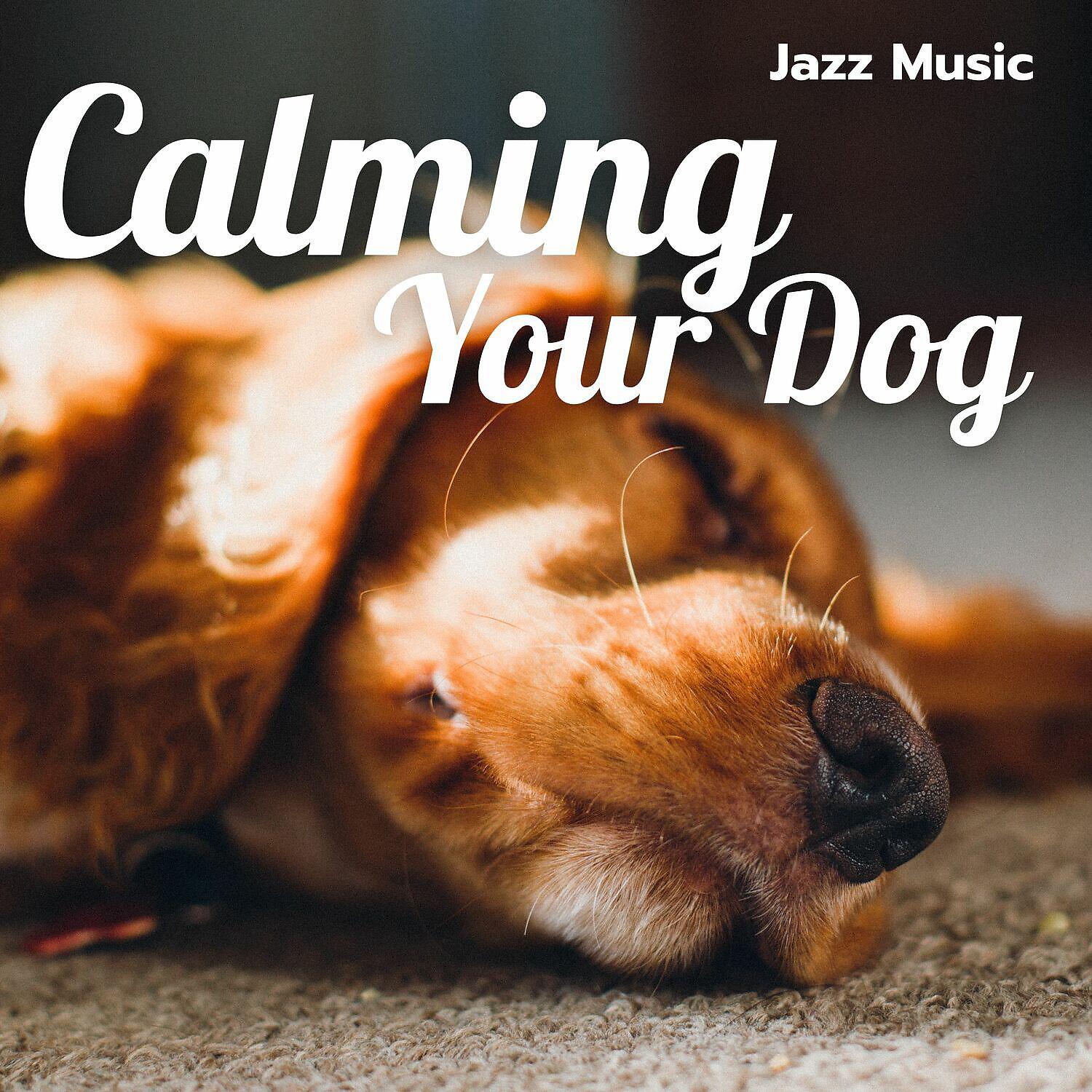 Релиз Calming Your Dog with Jazz Music