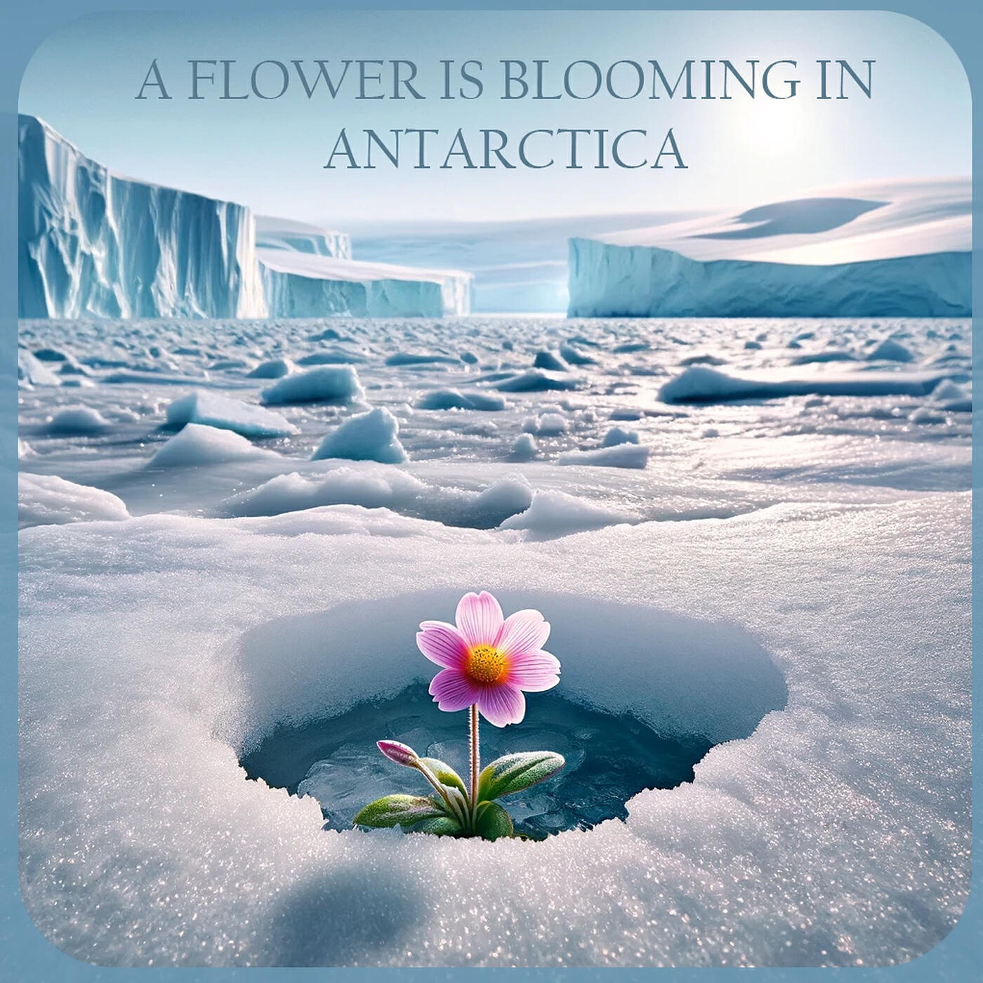 Релиз A Flower Is Blooming in Antarctica