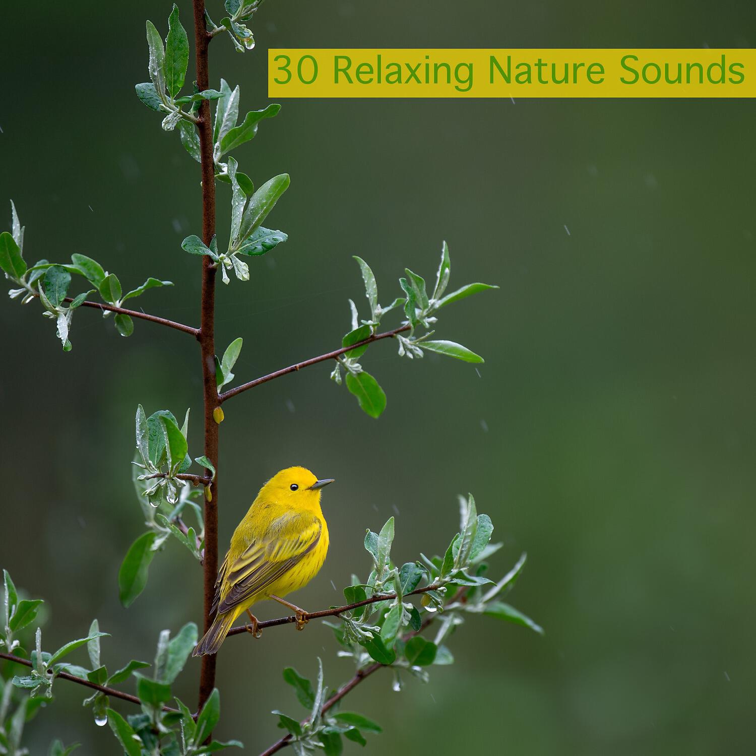 Релиз 30 Relaxing Nature Sounds