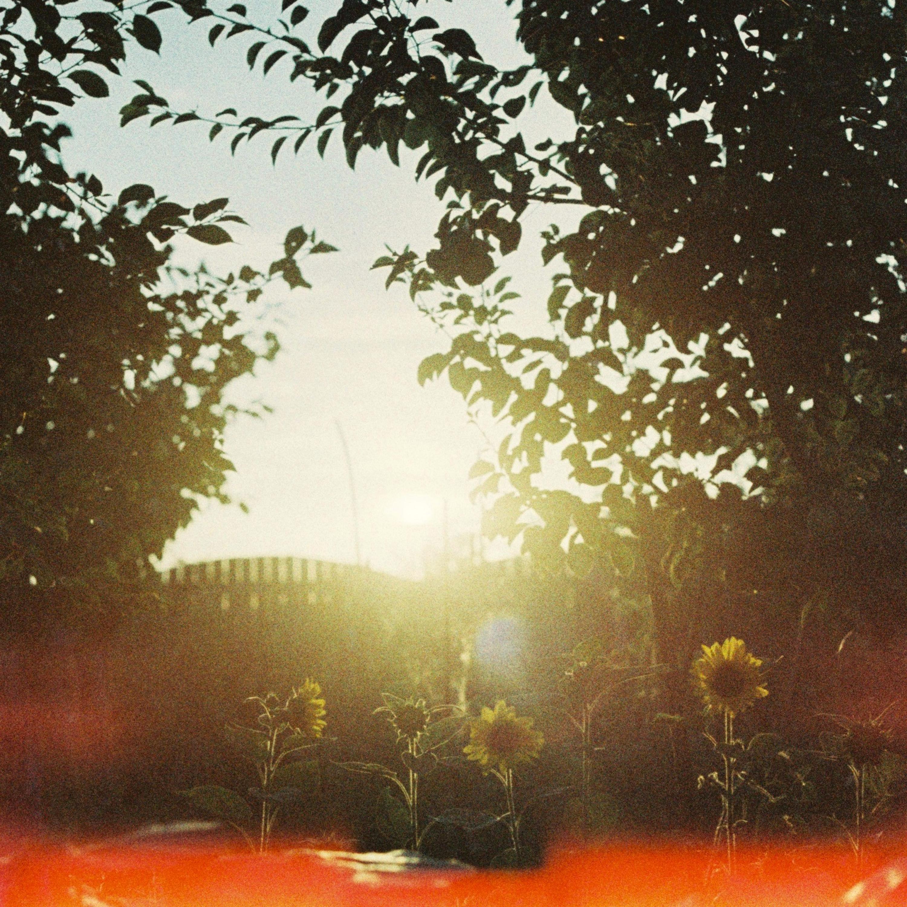 Релиз Sunflowers