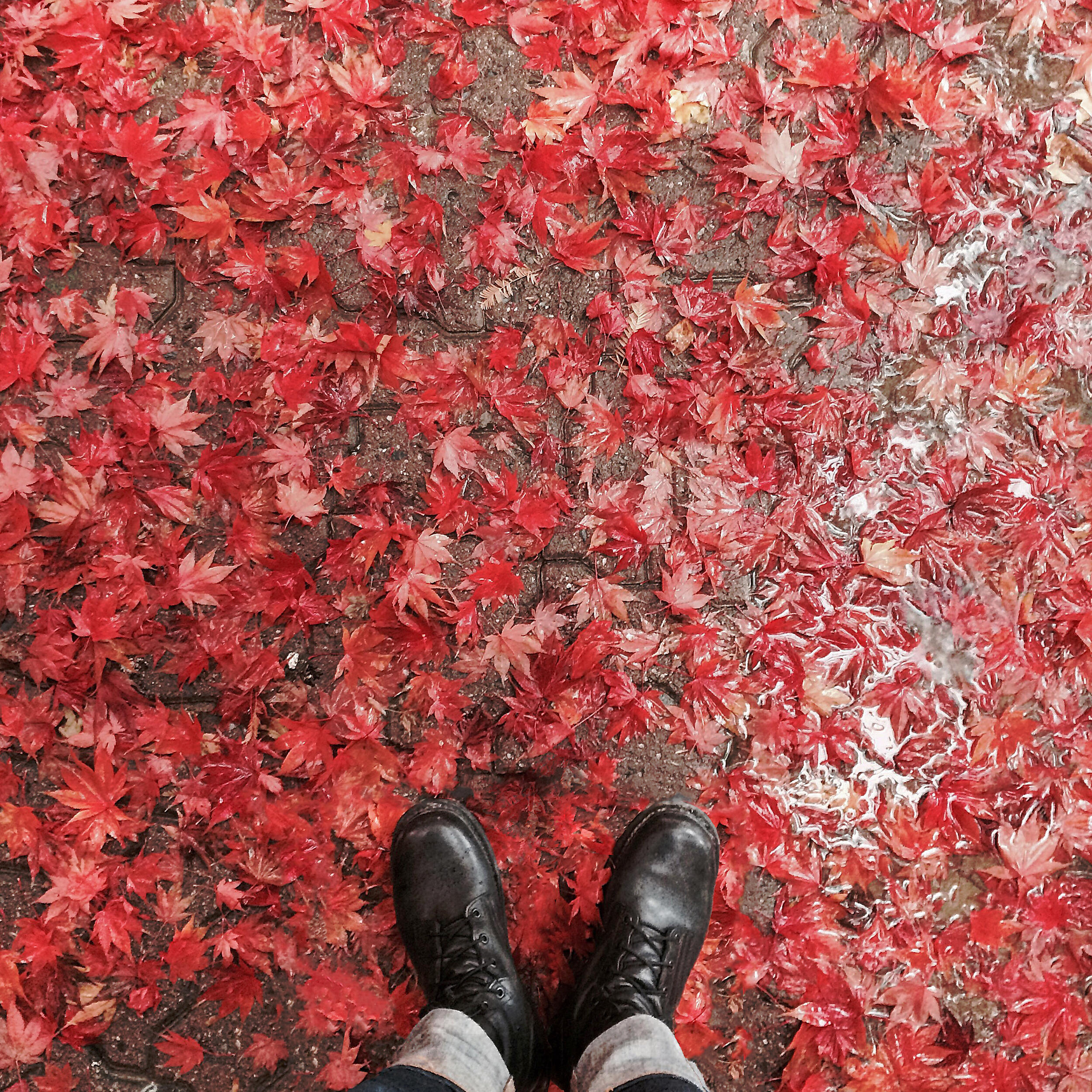 Релиз Autumn: Let Him Leave You