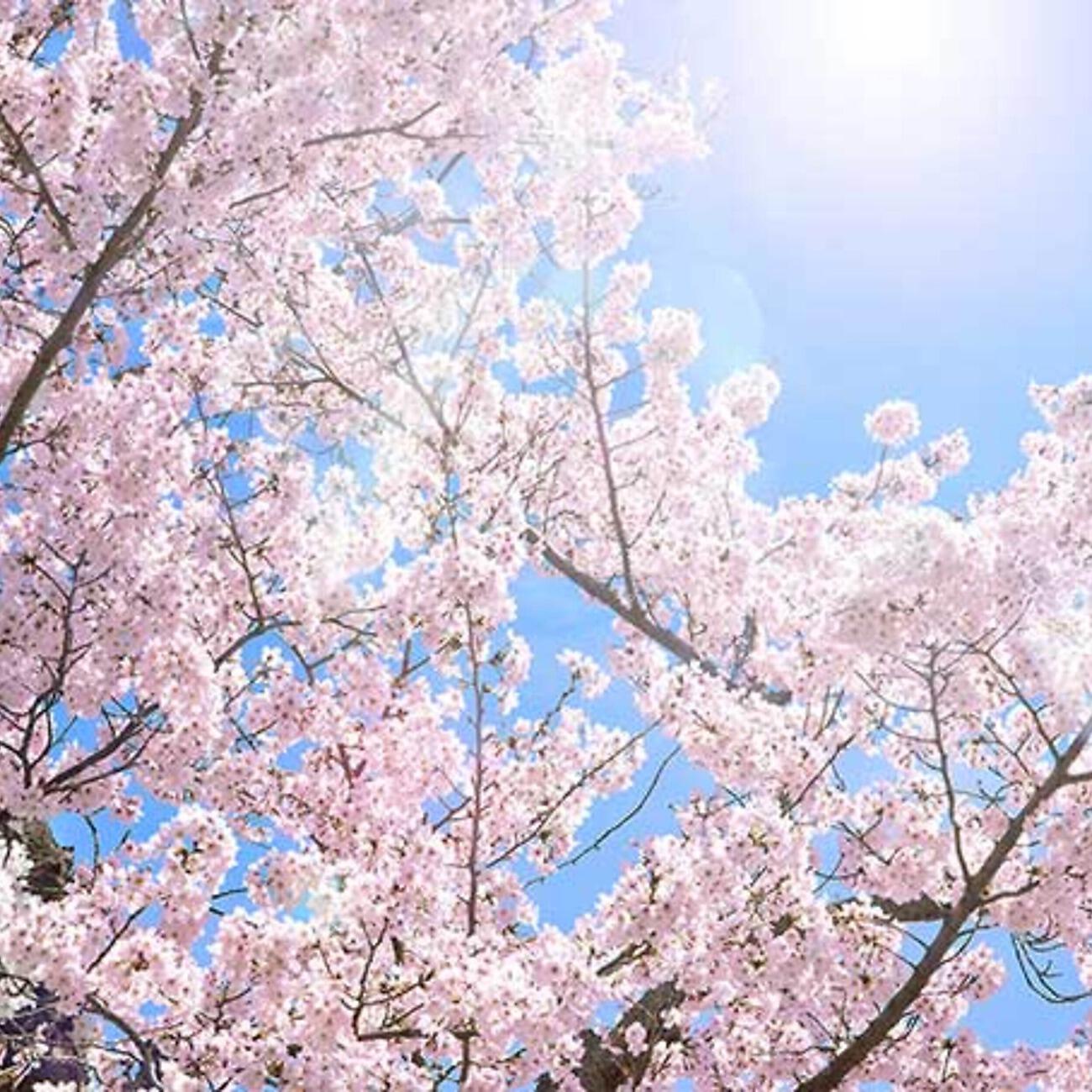 Релиз 桜舞う庭園