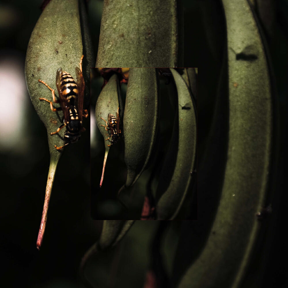 Релиз Vormsi Riddim