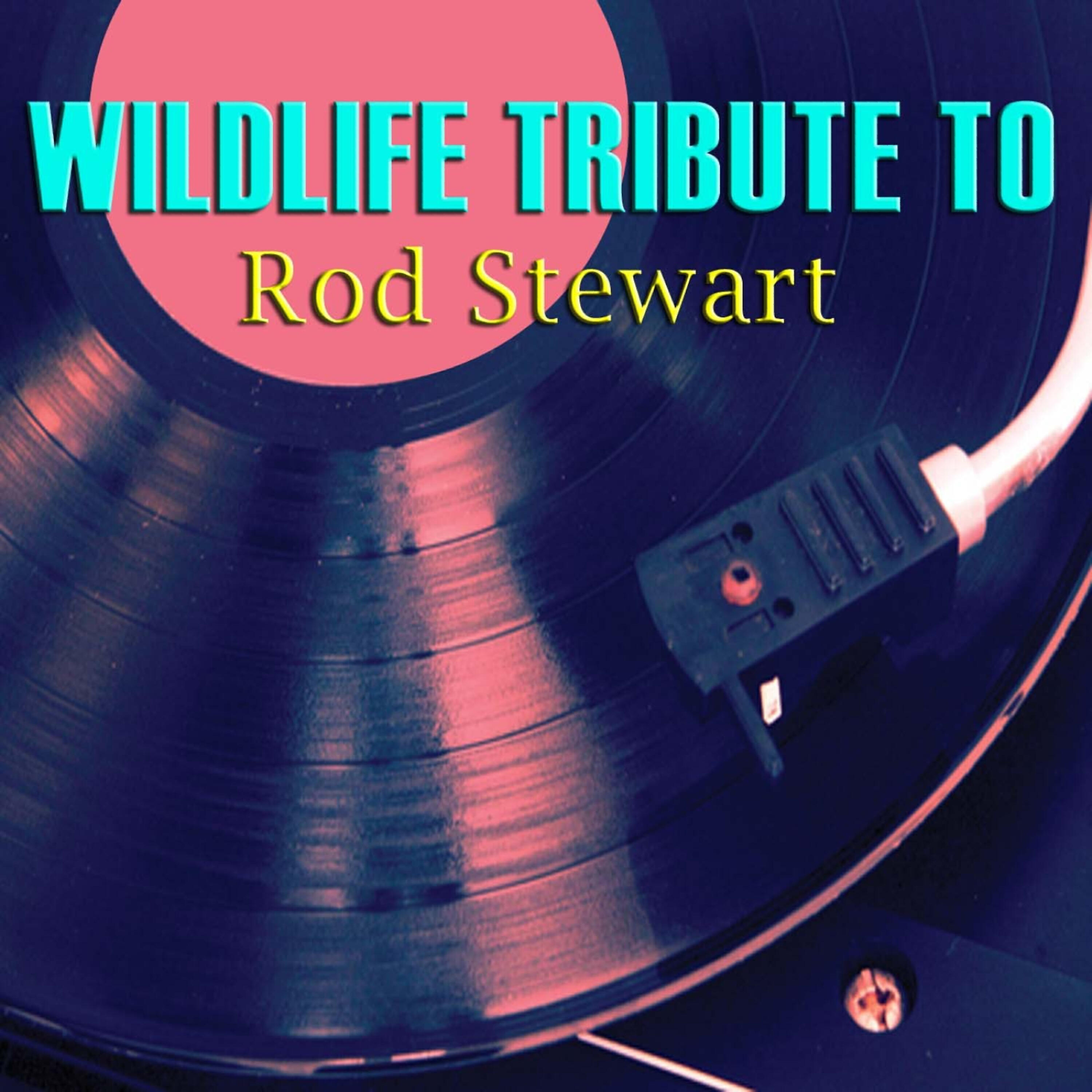 Релиз Wildlife Tribute to Rod Stewart