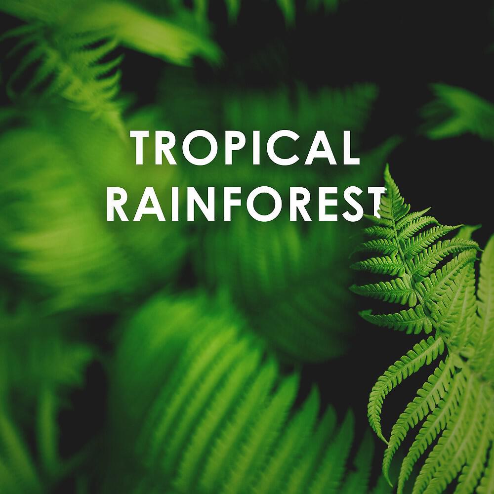Релиз Tropical Rainforest: Calm Down and Relax Sounds