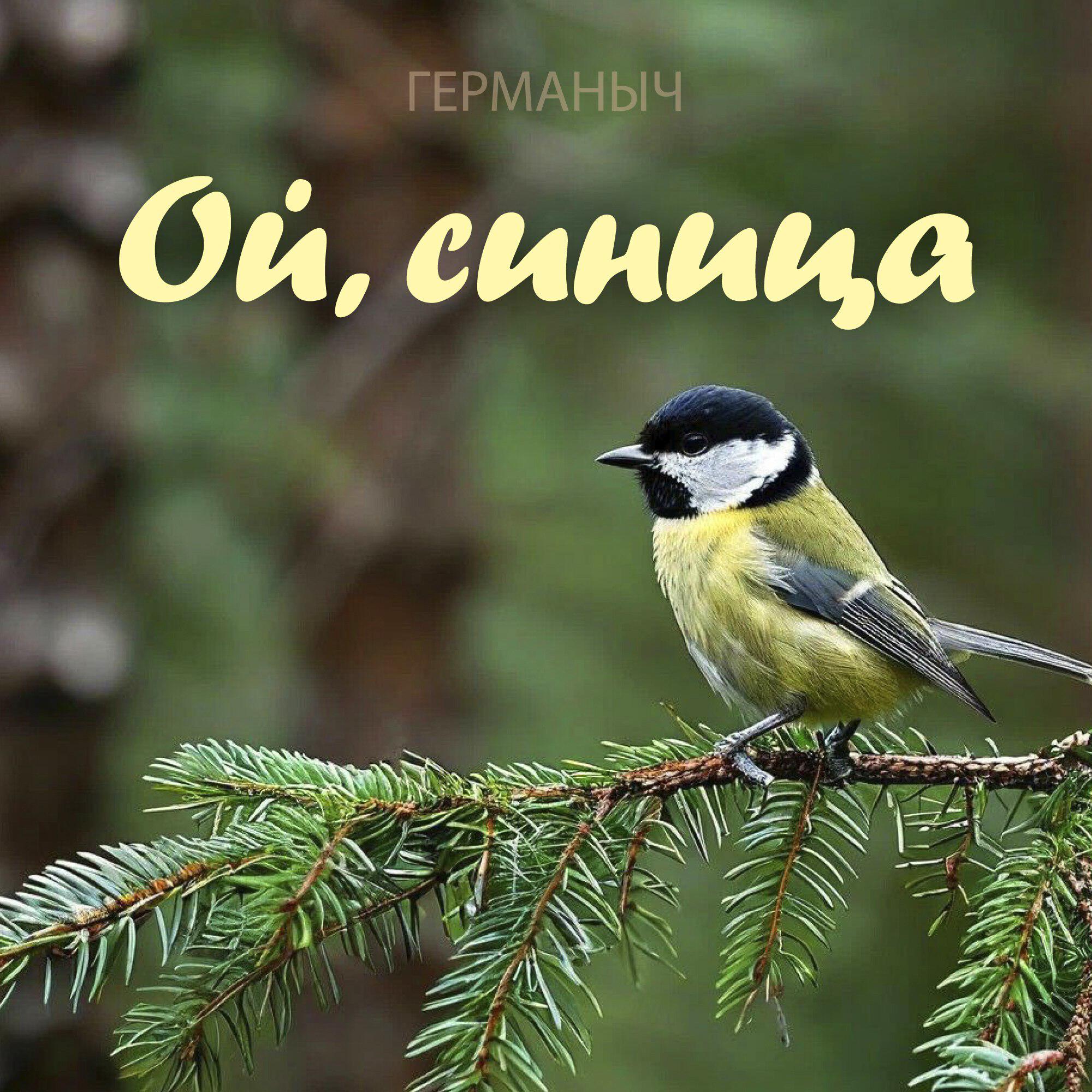 Релиз Ой, синица