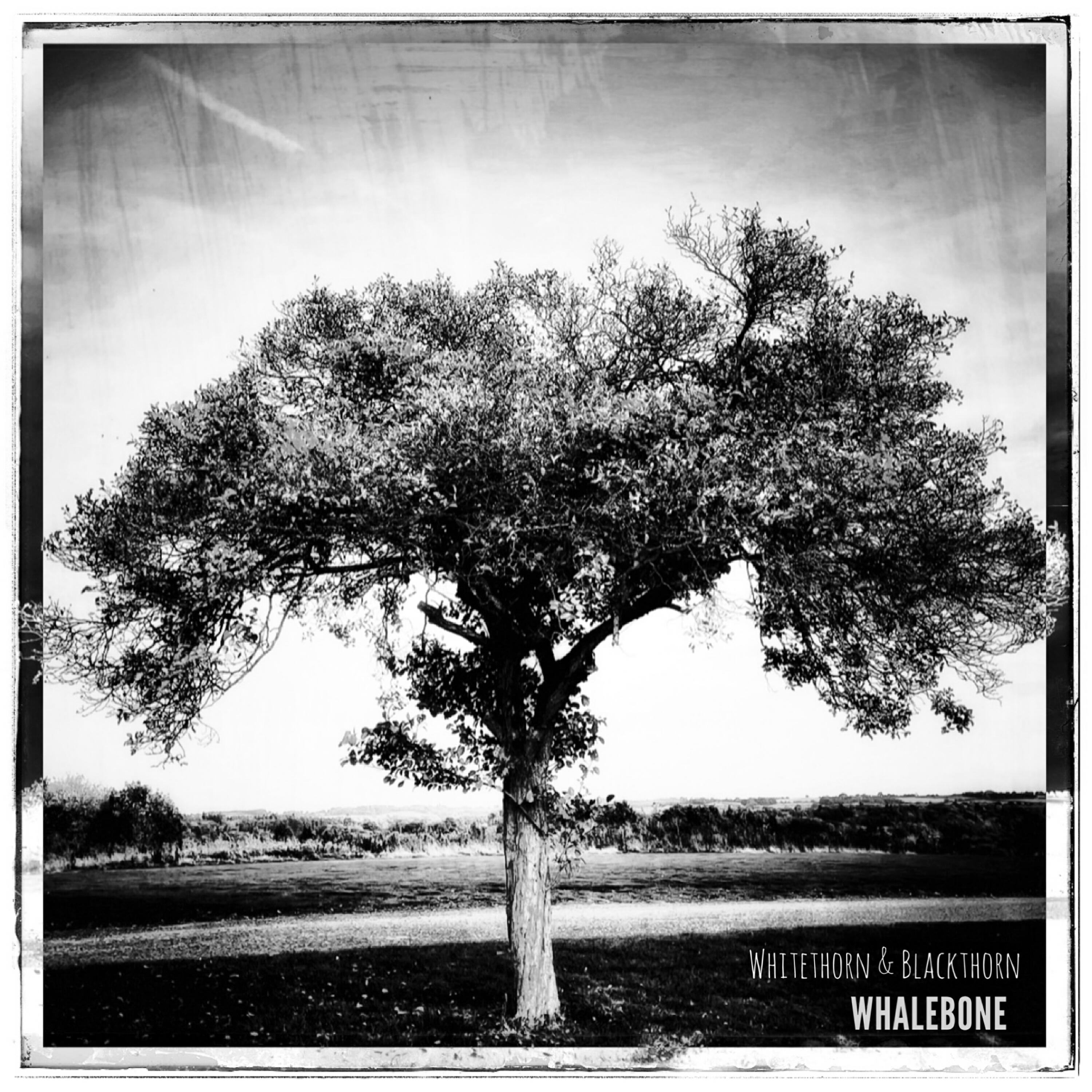 Релиз Whitethorn & Blackthorn