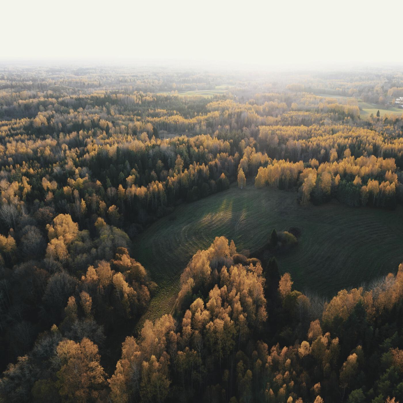 Релиз Obscura