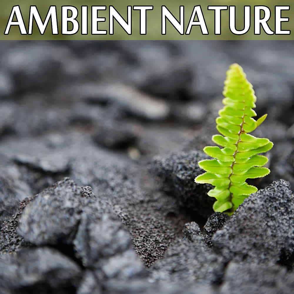 Релиз Ambient. Nature