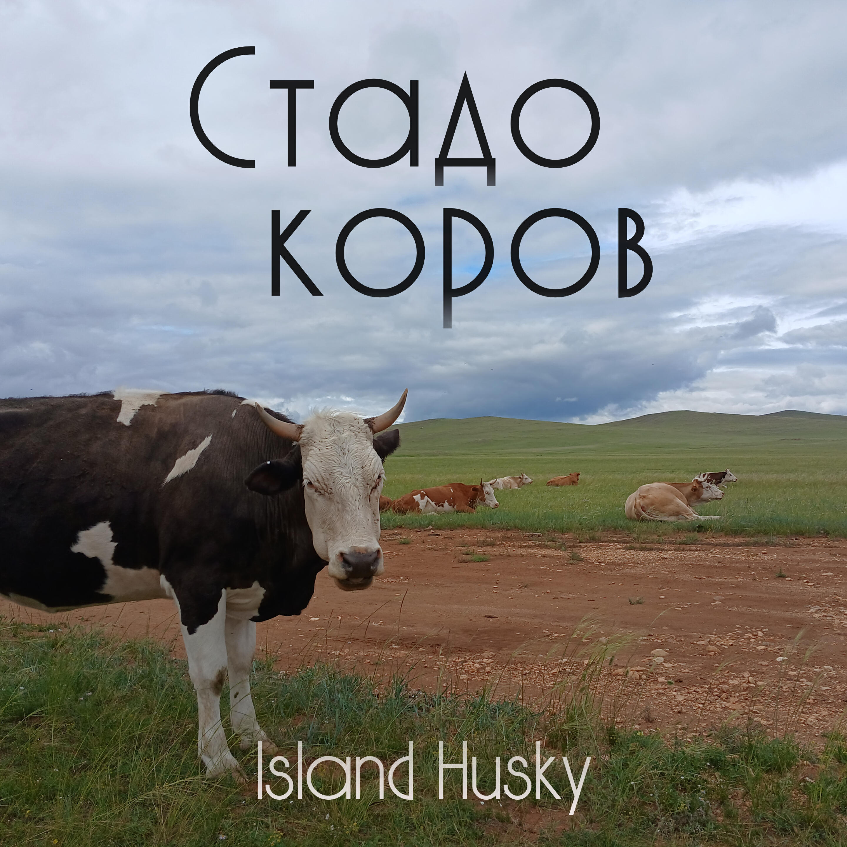 Постер альбома Стадо коров