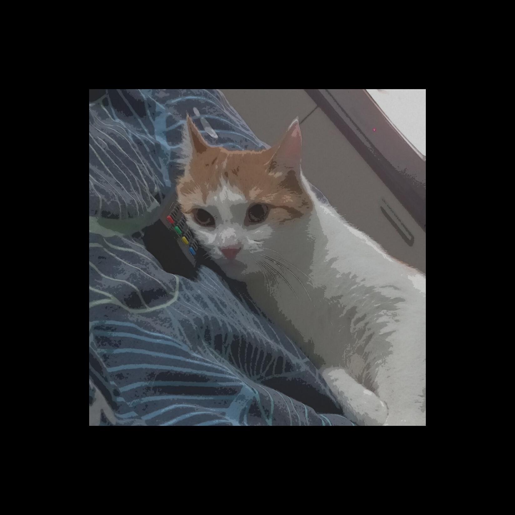 Релиз грустный кот