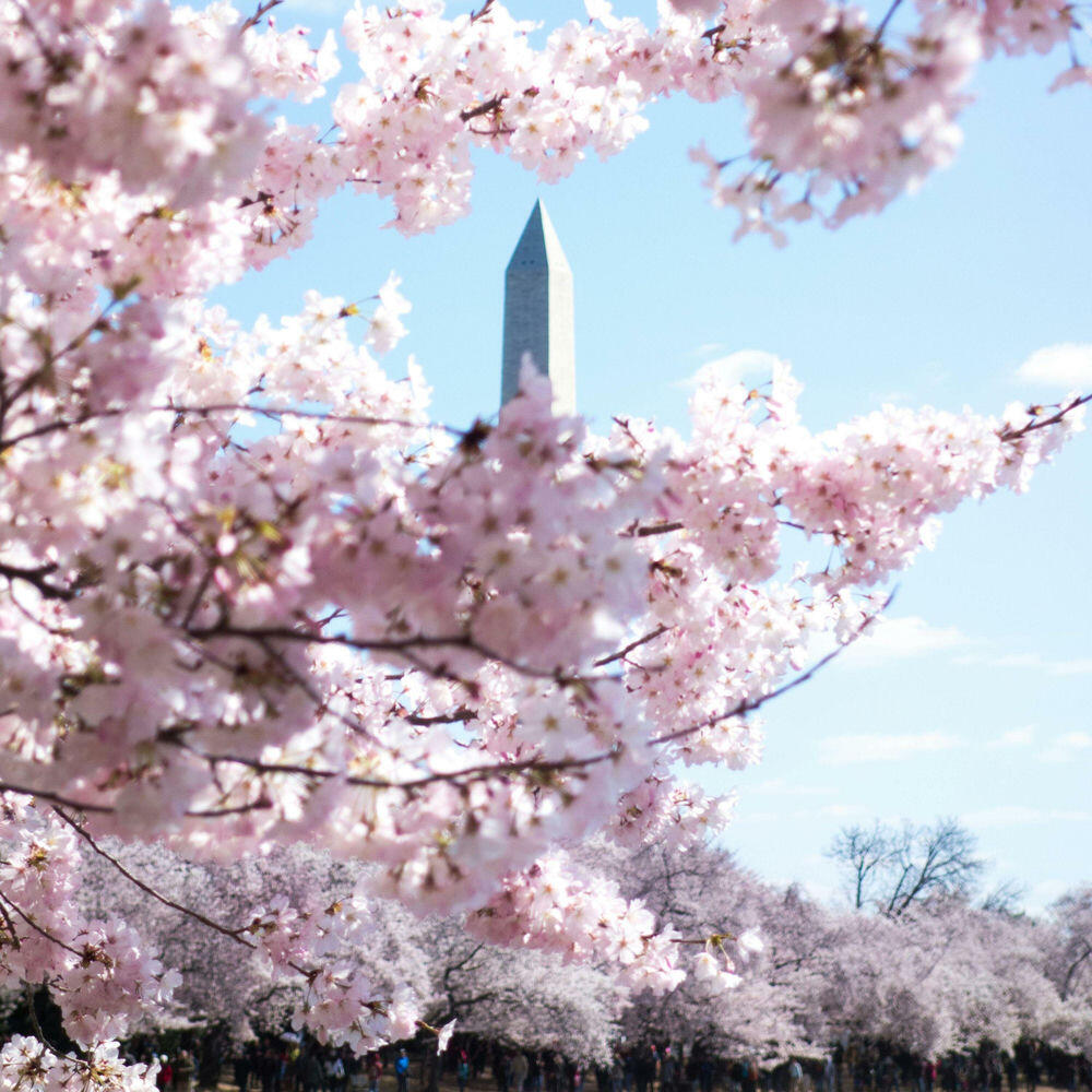 Релиз Cherry Blossom