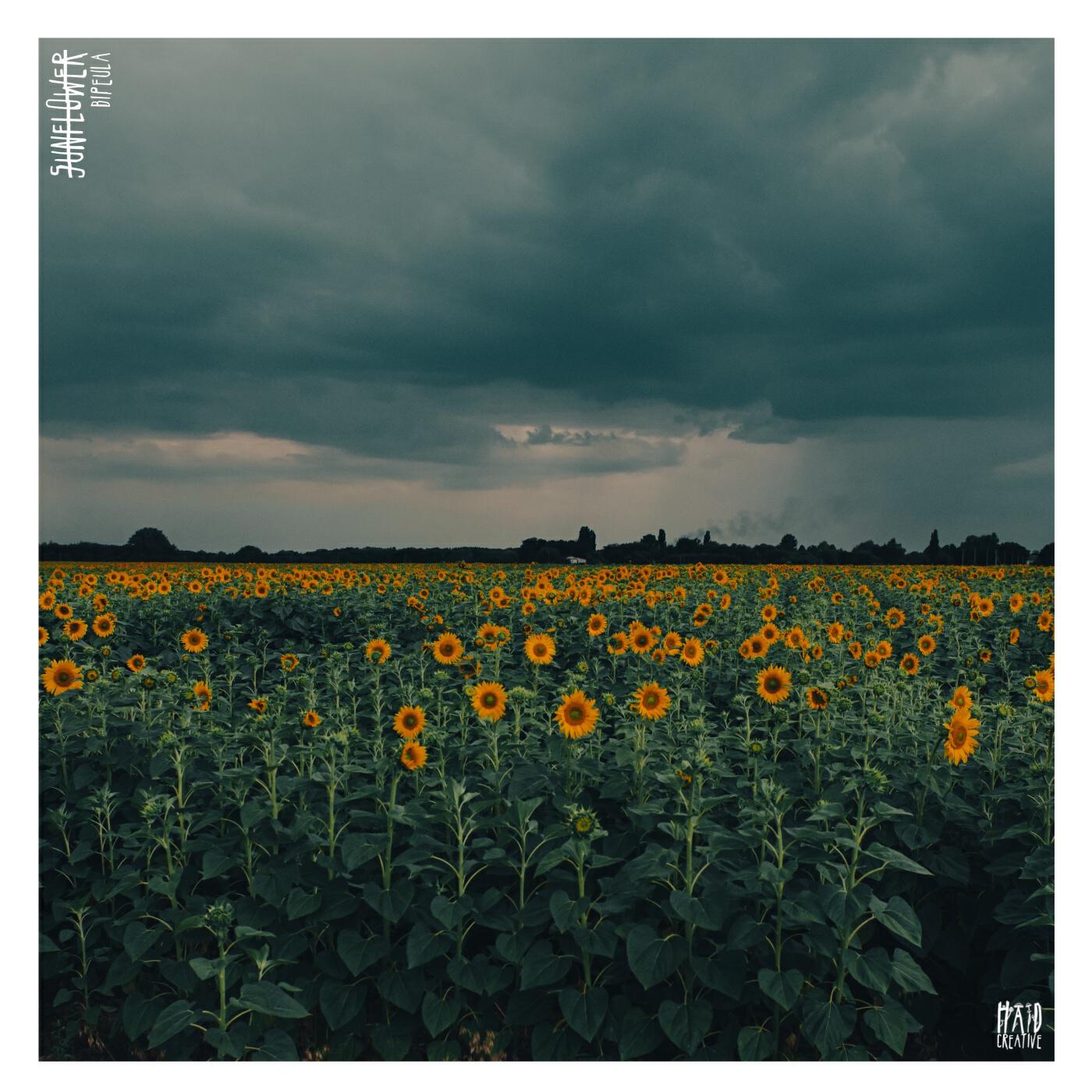 Релиз Sunflower