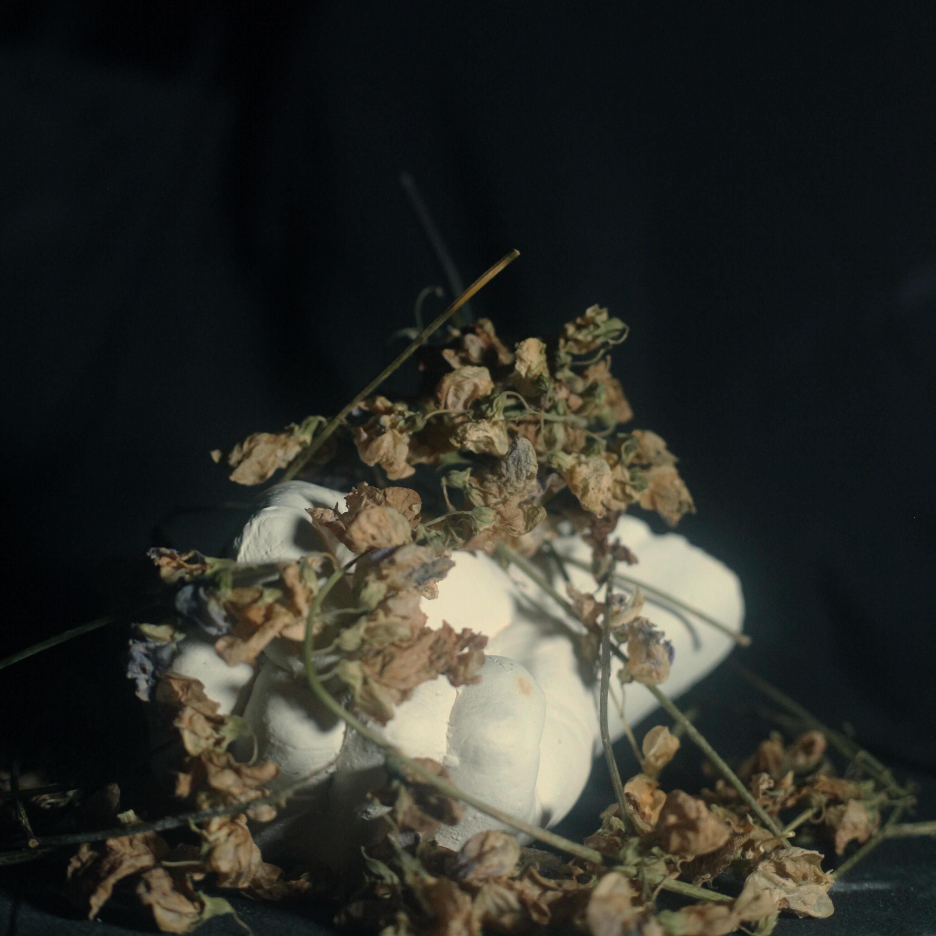 Релиз Weak and Predatory