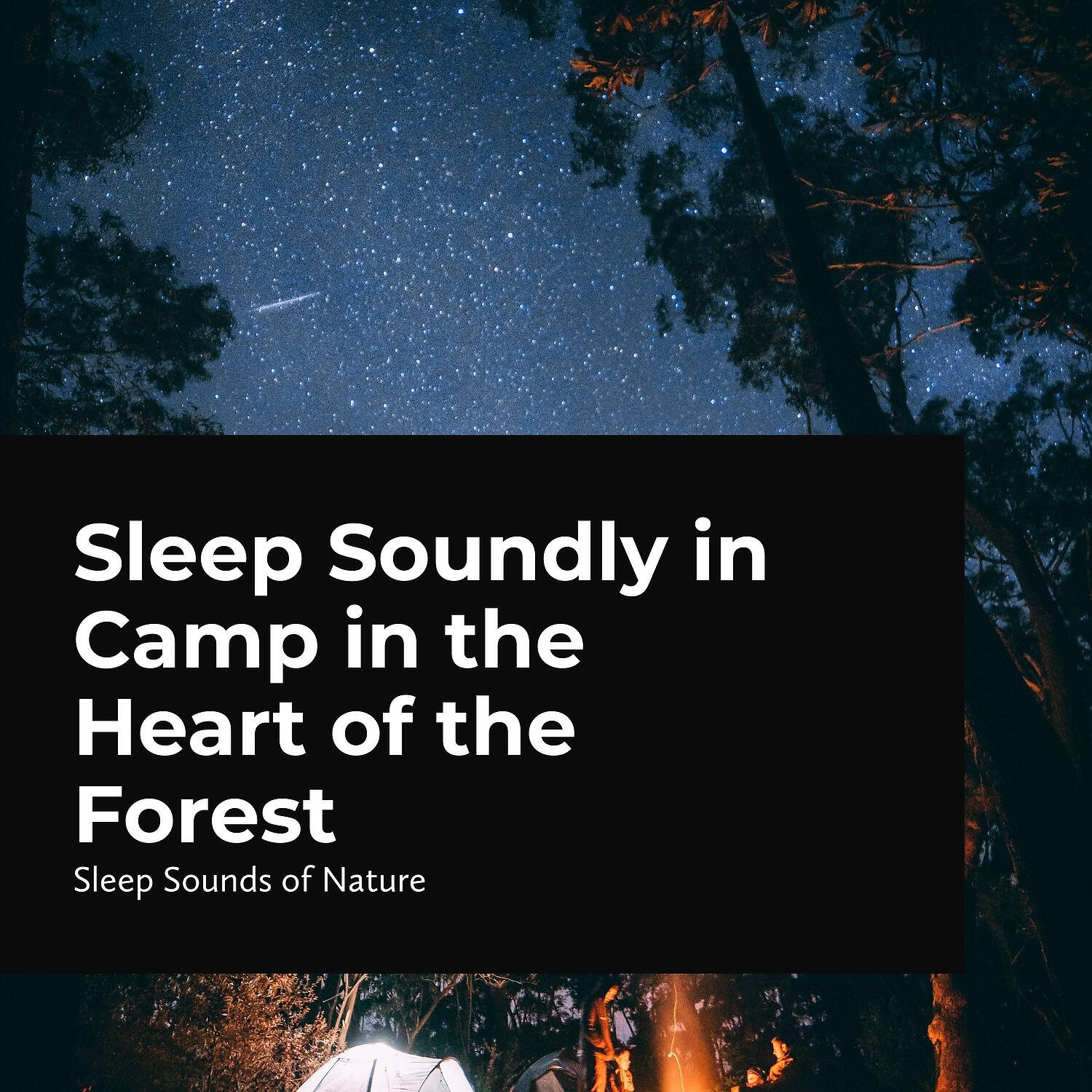 Релиз Sleep Soundly in Camp in the Heart of the Forest