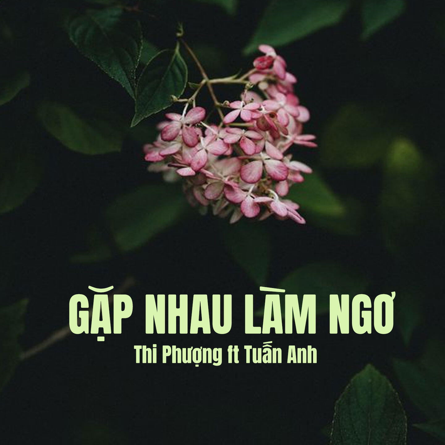Релиз Gặp Nhau Làm Ngơ