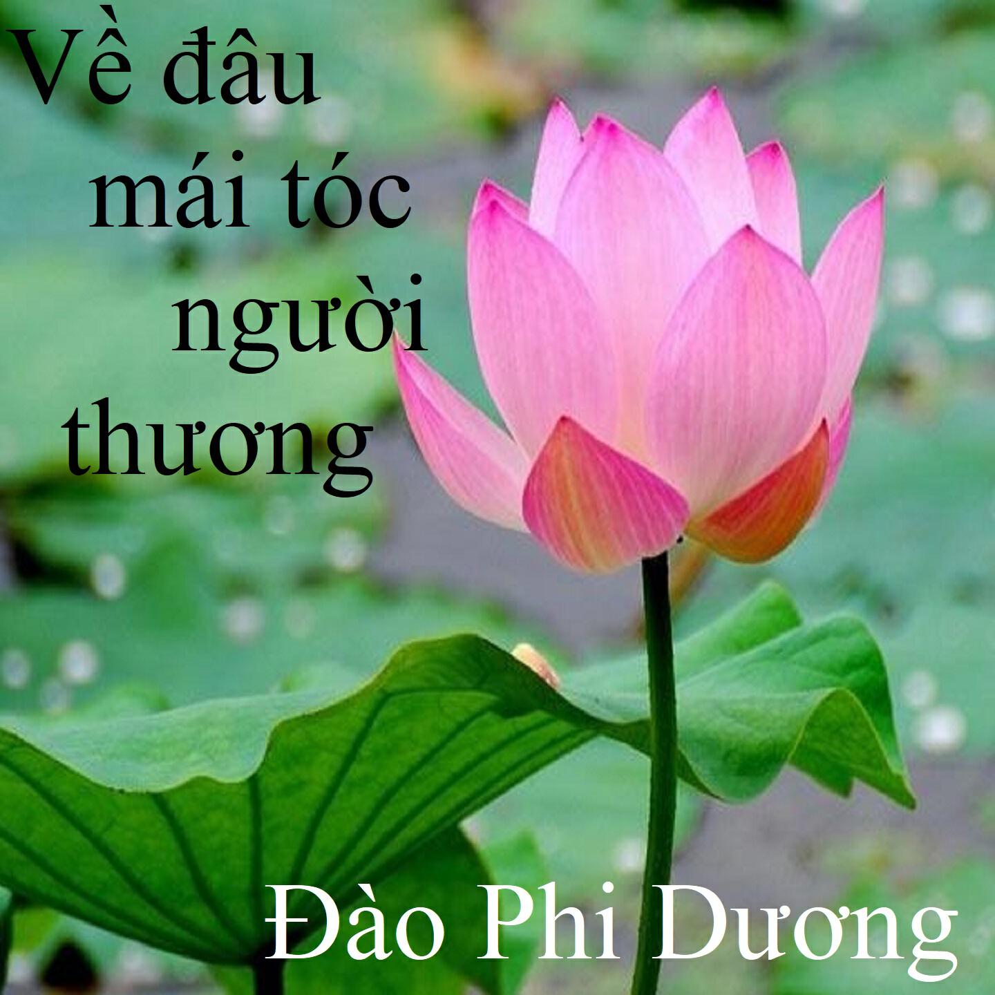 Релиз Về đâu mái tóc người thương