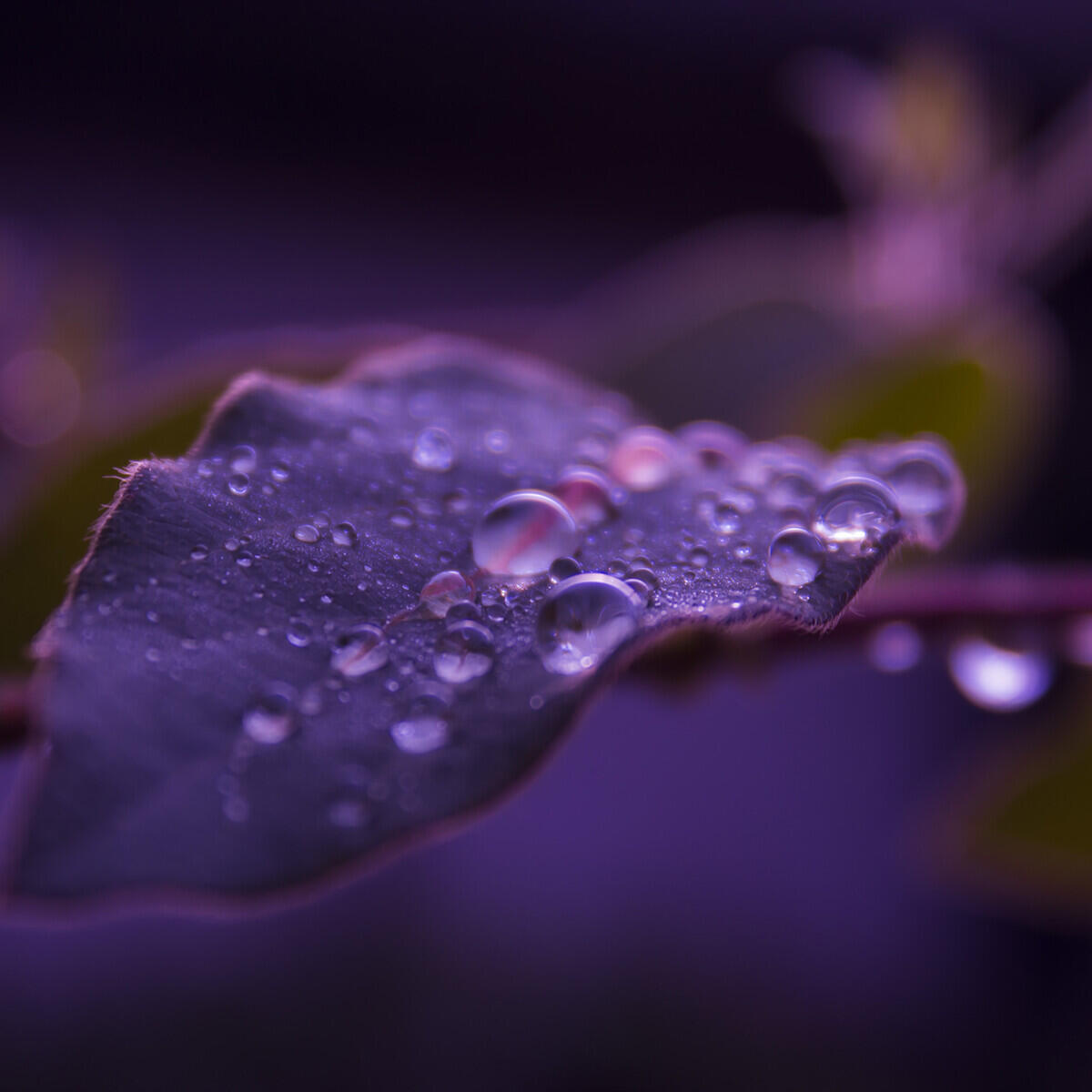 Релиз Light Water and Wind