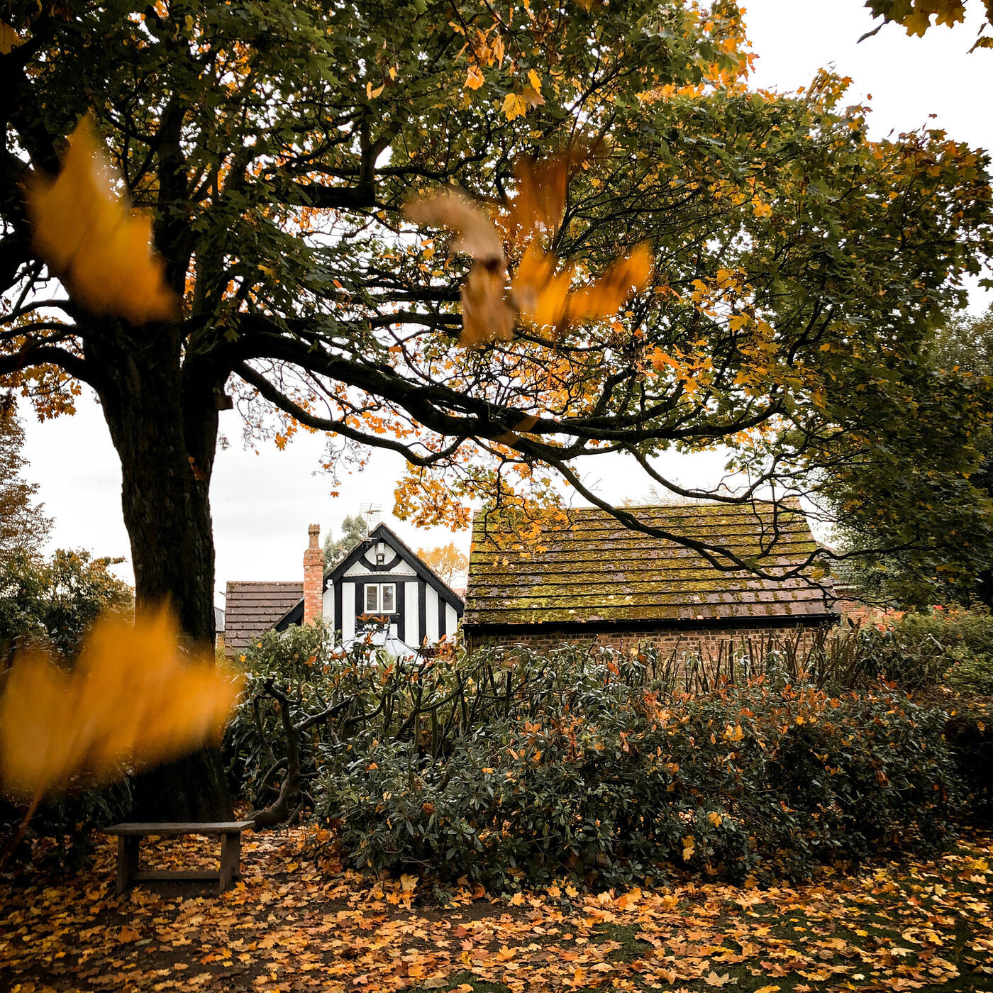 Релиз Falling Leaves